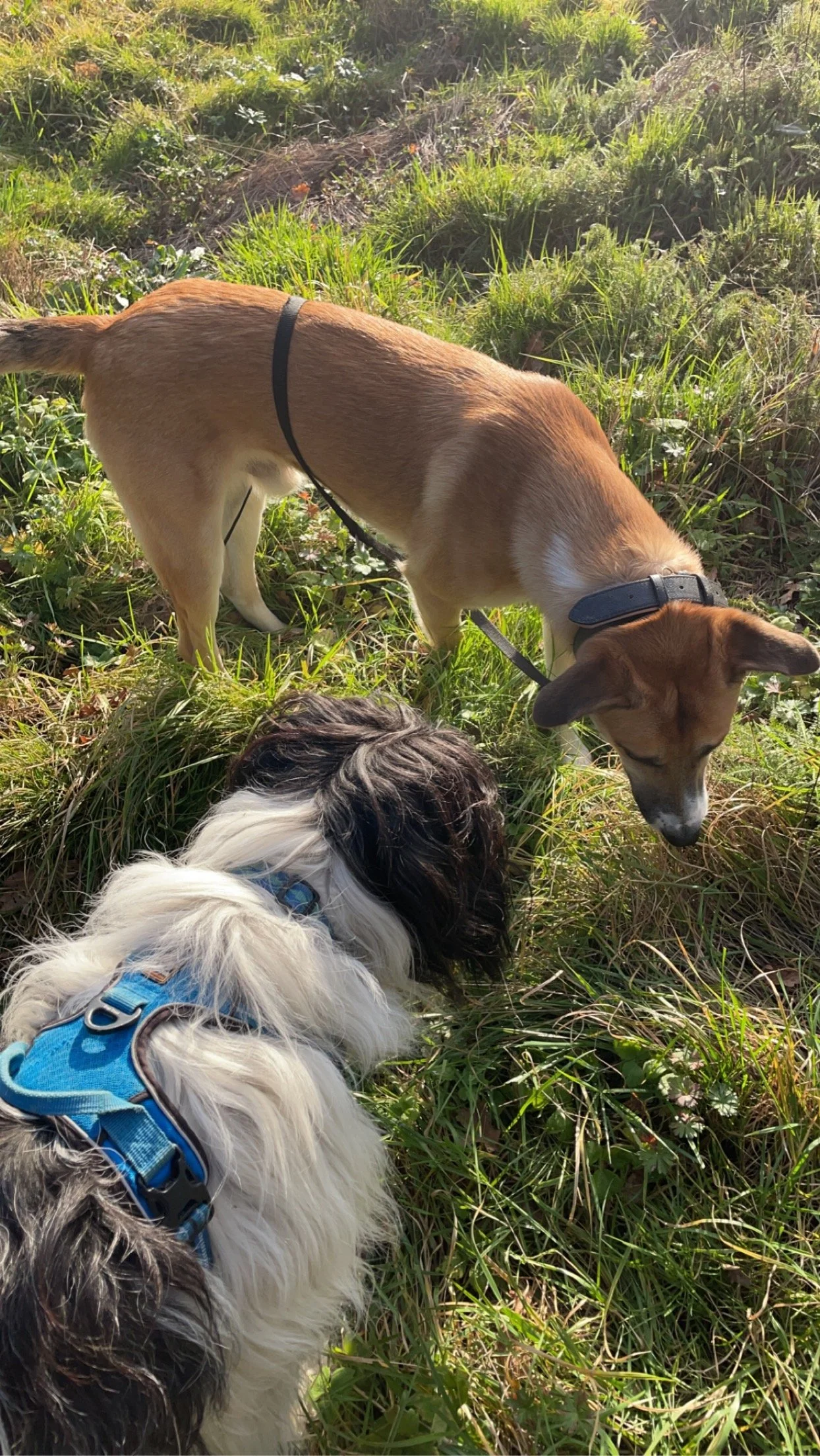Le métier de comportementaliste m’a appris la patience