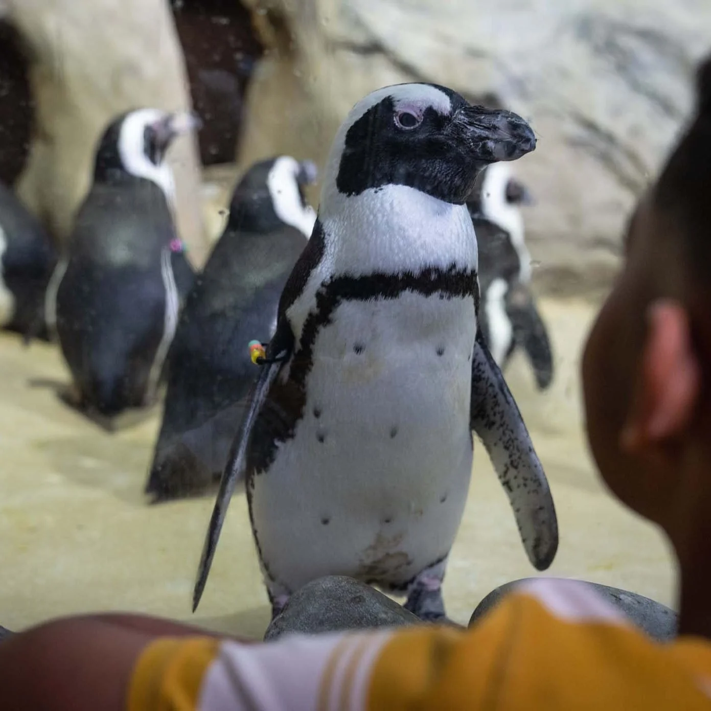 Penguin Pointers with Jenkinson’s Aquarium