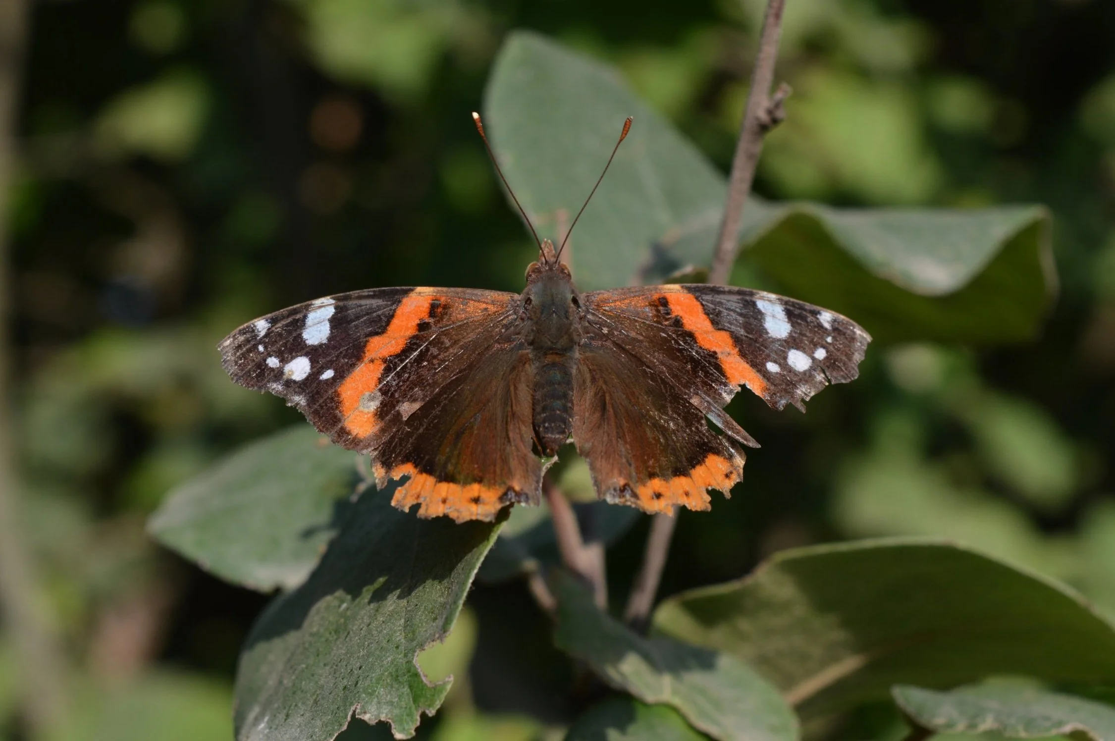 DSC_0017.jpg