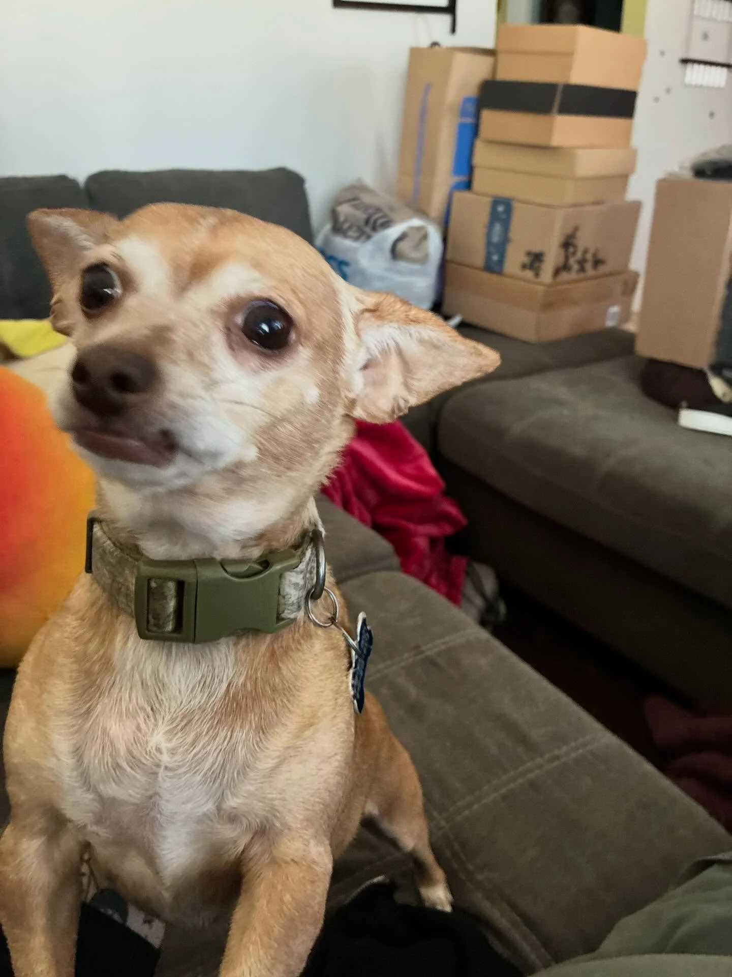 Some of my favorite pet sits from December ❤️ Thanks for the cuddles