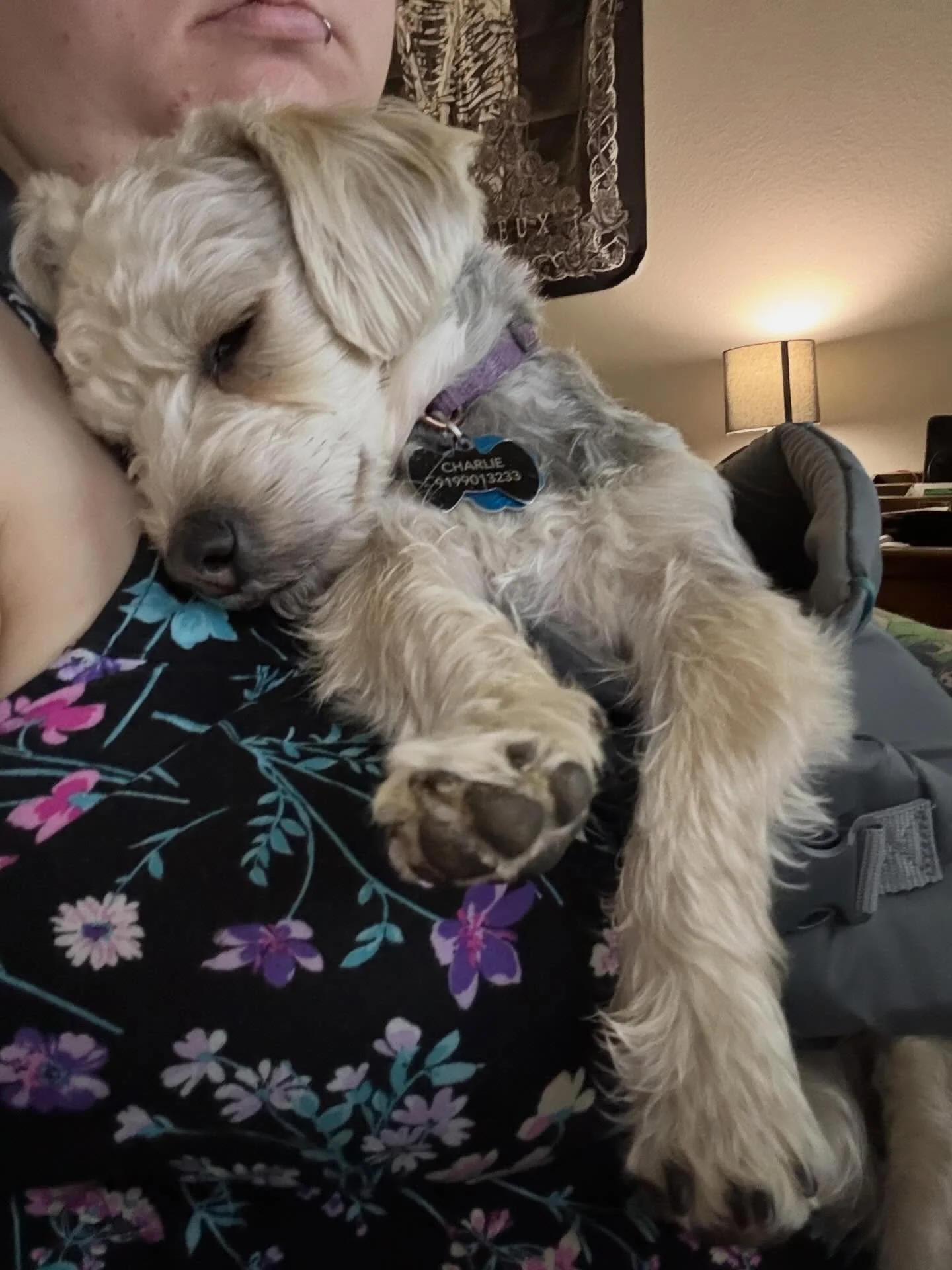 Little YorkiPoo energy, how did we get here Charlie? He makes me pick him up and put in a harness so I can hold him all day 😅