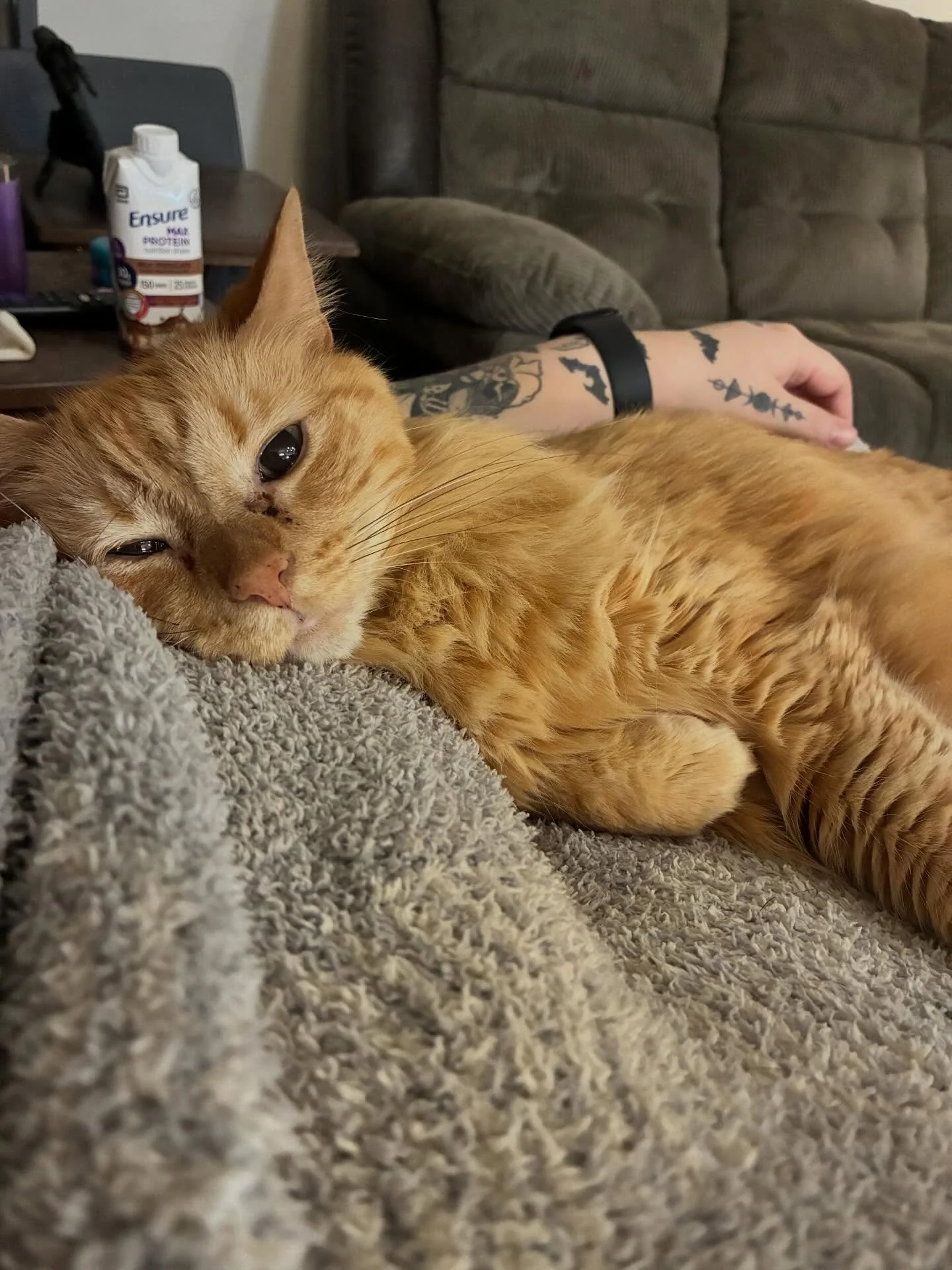 After a long day of pet sitting, my other shift starts, time to love on my own pets! 🥰