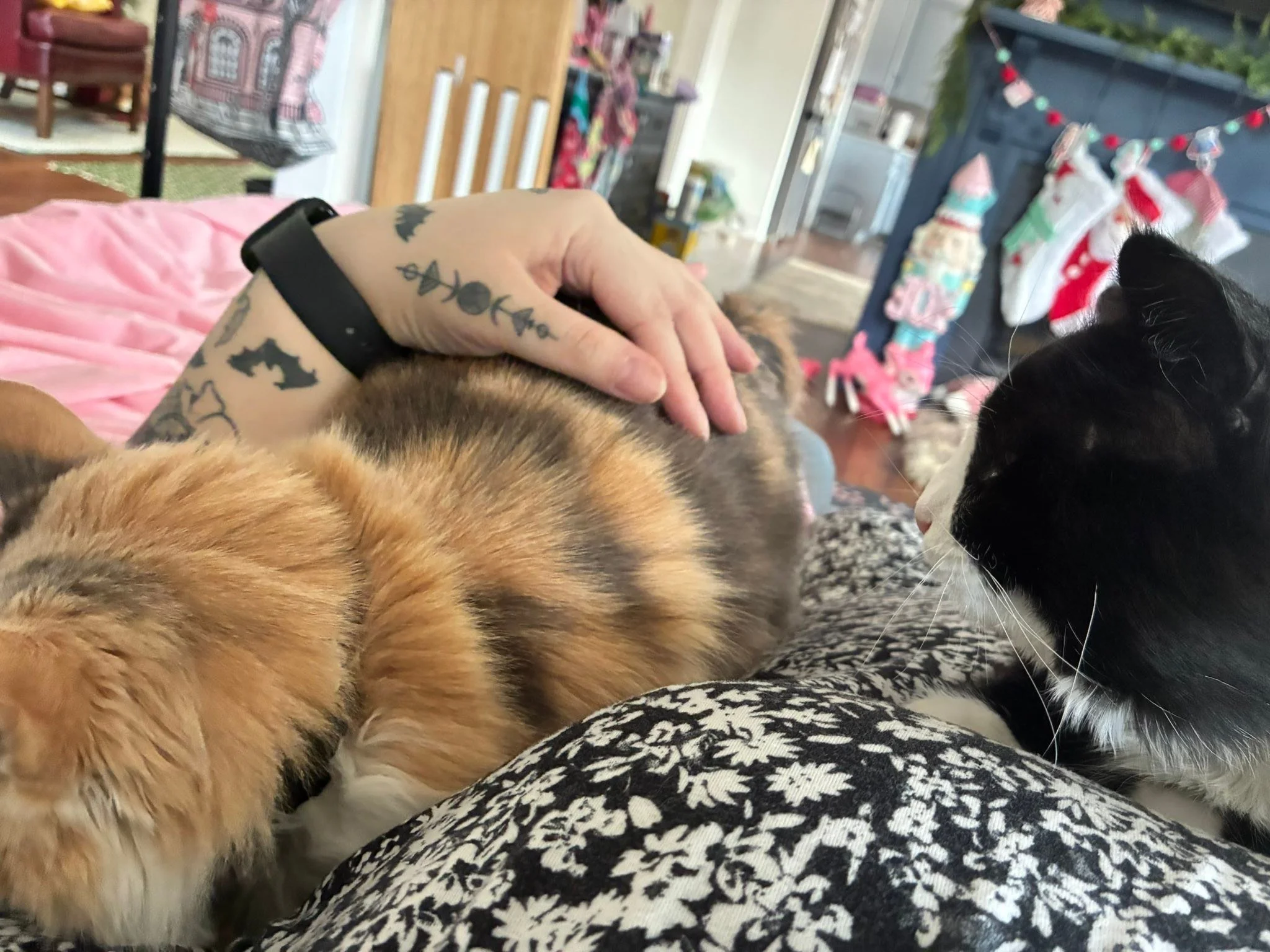 Petting two adorable cats on Christmas? Yes please ❤️