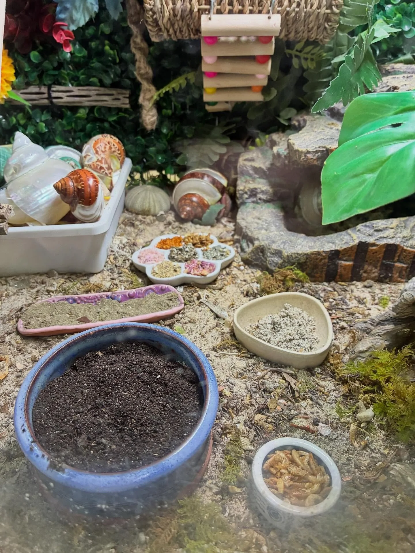 Did you know I specialize in care for exotic pets? Here is an example, I&rsquo;ve been caring for these Hermit Crabs on and off for over 2 years. When I say specialized care to fit your needs, this is what I mean. They need constant enrichment in the