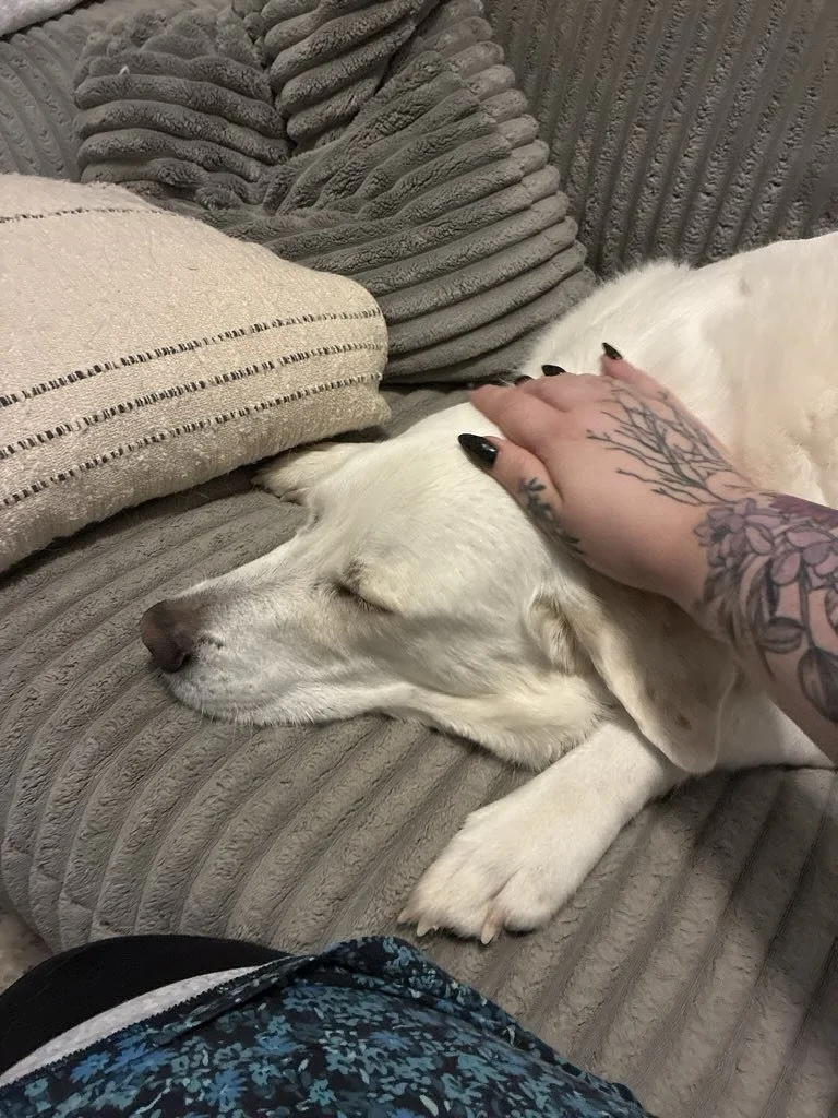 More happy customers from this past week/weekend 🥰😍 #dogsofinstagram #catsofinstgram #petsittinglife #petsitter