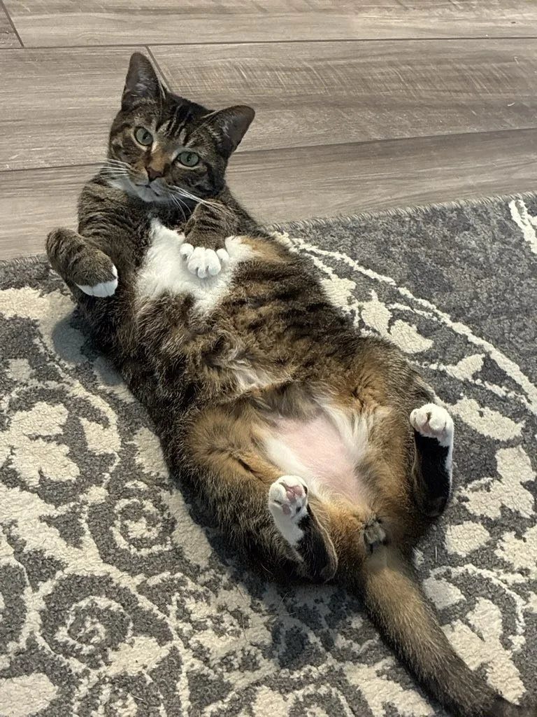 Some recent happy pet sitting clients! #petsitter @fourpawspetcarellc #catsofinstgram #petcare