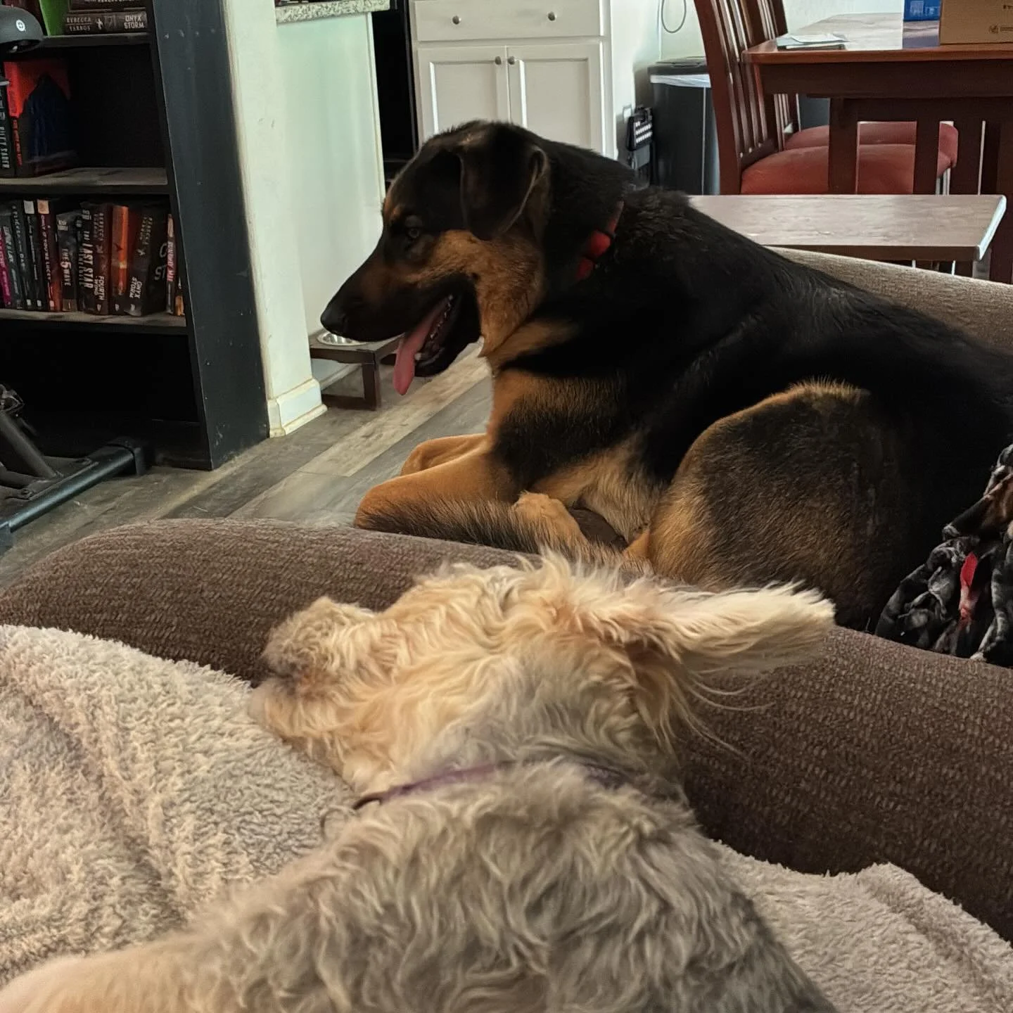 Hanging with the pups (my pups) before some visits tonight ❤️ #dogsofinstagram #doglovers #petsitter