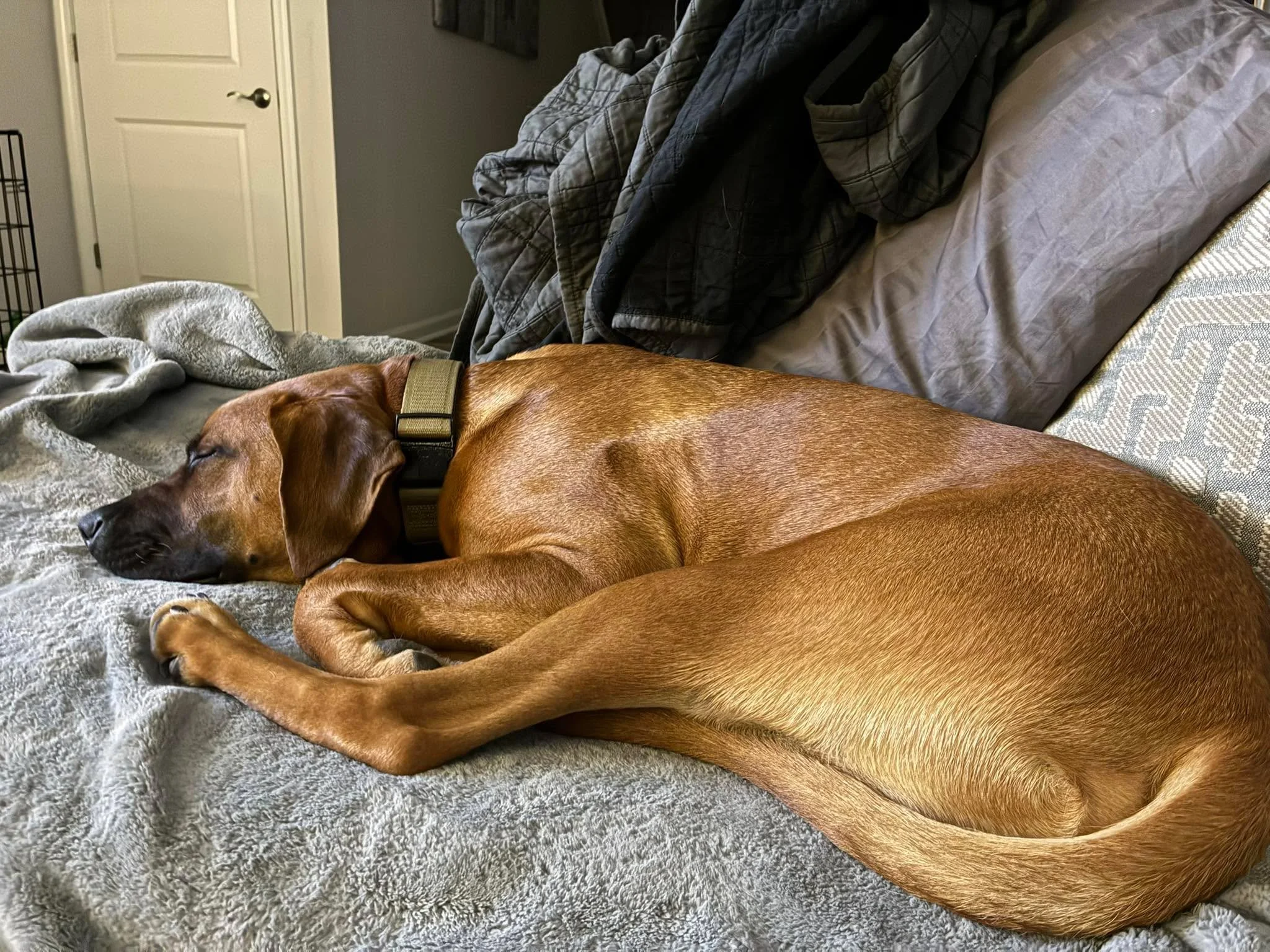 Hanging out with this guy this weekend 🥰 Nothing is cuter than a sleeping puppy.