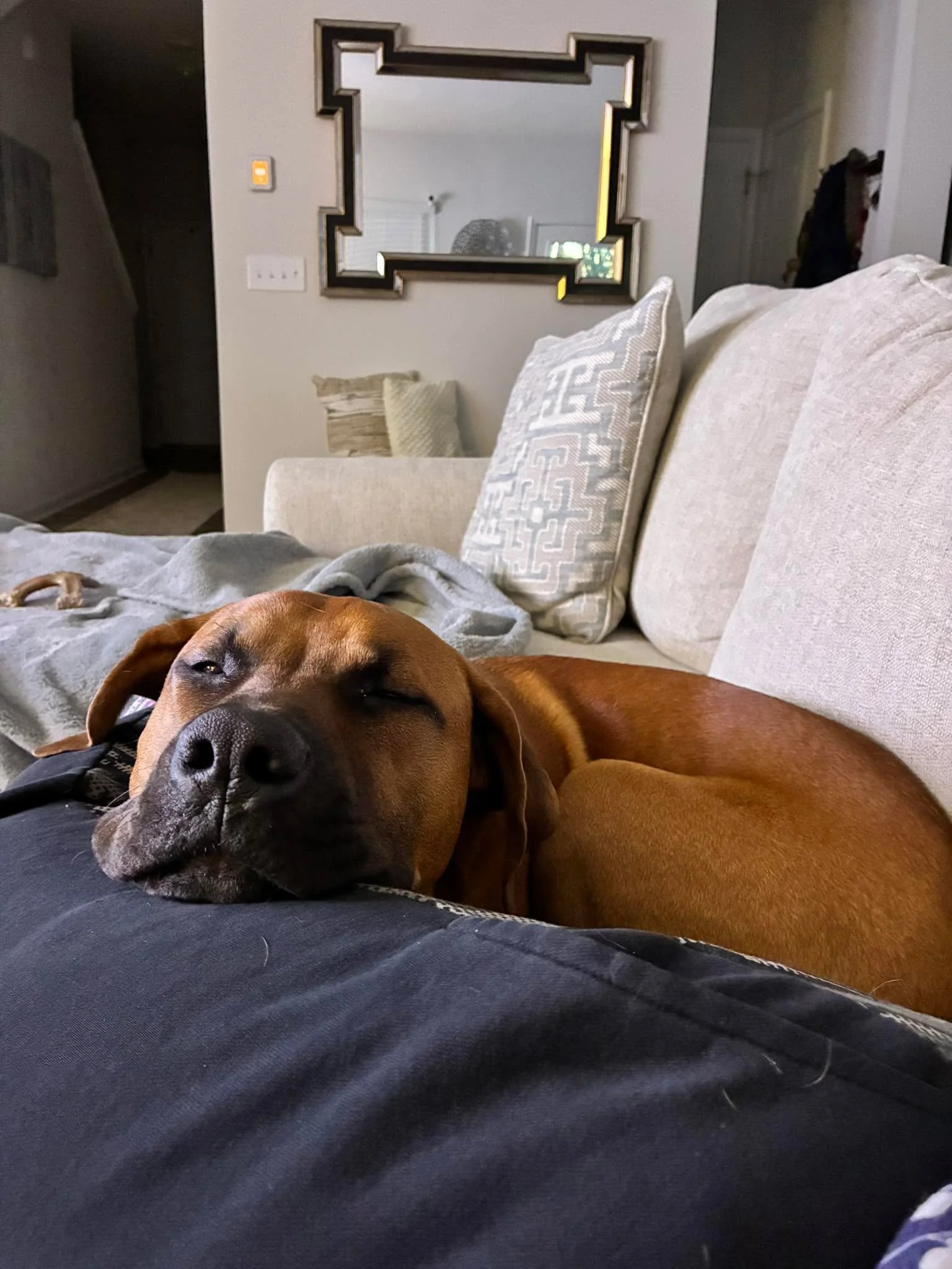 Morning cuddles 🥰