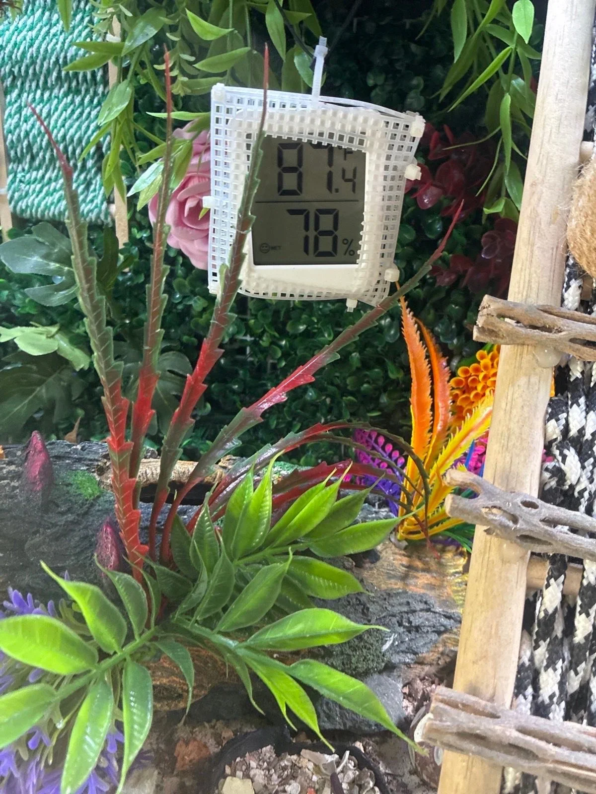 What are exotic pet visits like? Well here are some pictures from one today! Taking care of some hermit crabs. Refreshing salt and regular water, sifting through substrate sand, refreshing forging items, changing out the food bowl and wiping down the