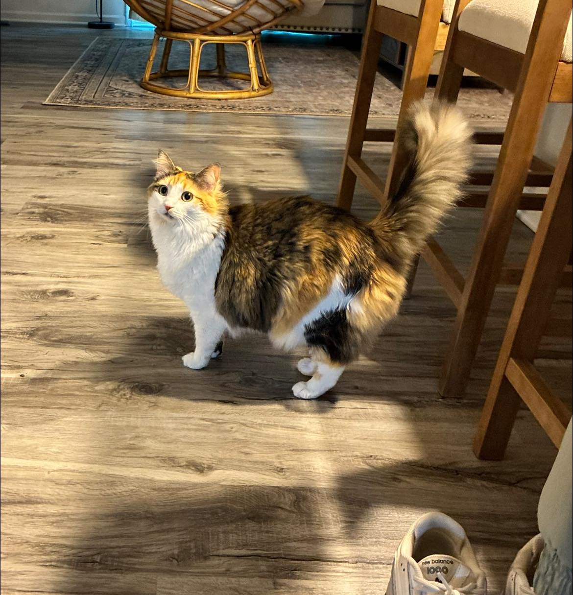 Taking care of these sweet kitties today, been a long day but it&rsquo;s been so much fun!