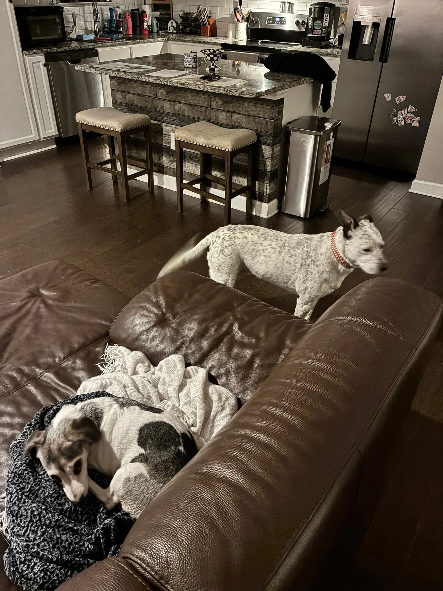 Doing an overnight with some cuties! Thanks to Tailored Pet Services for contracting me to do this job. 🙏&hearts;️🐶🐶🐾