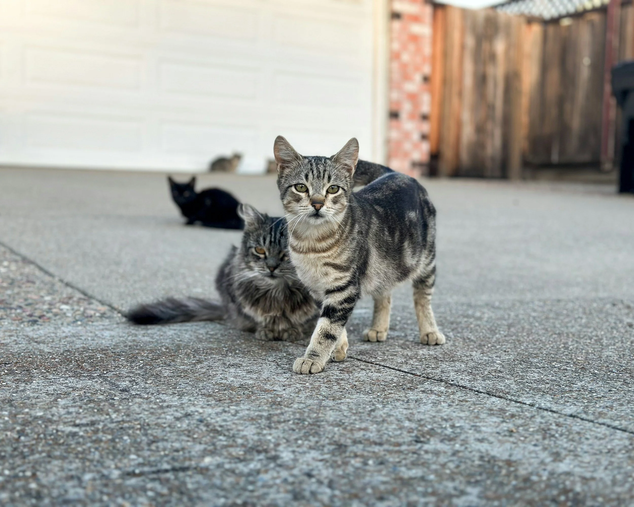 A group of cats, including a gray tabby with green eyes, resting on a concrete pavement outdoors with a white wall, brick wall, and wooden fence in the background.