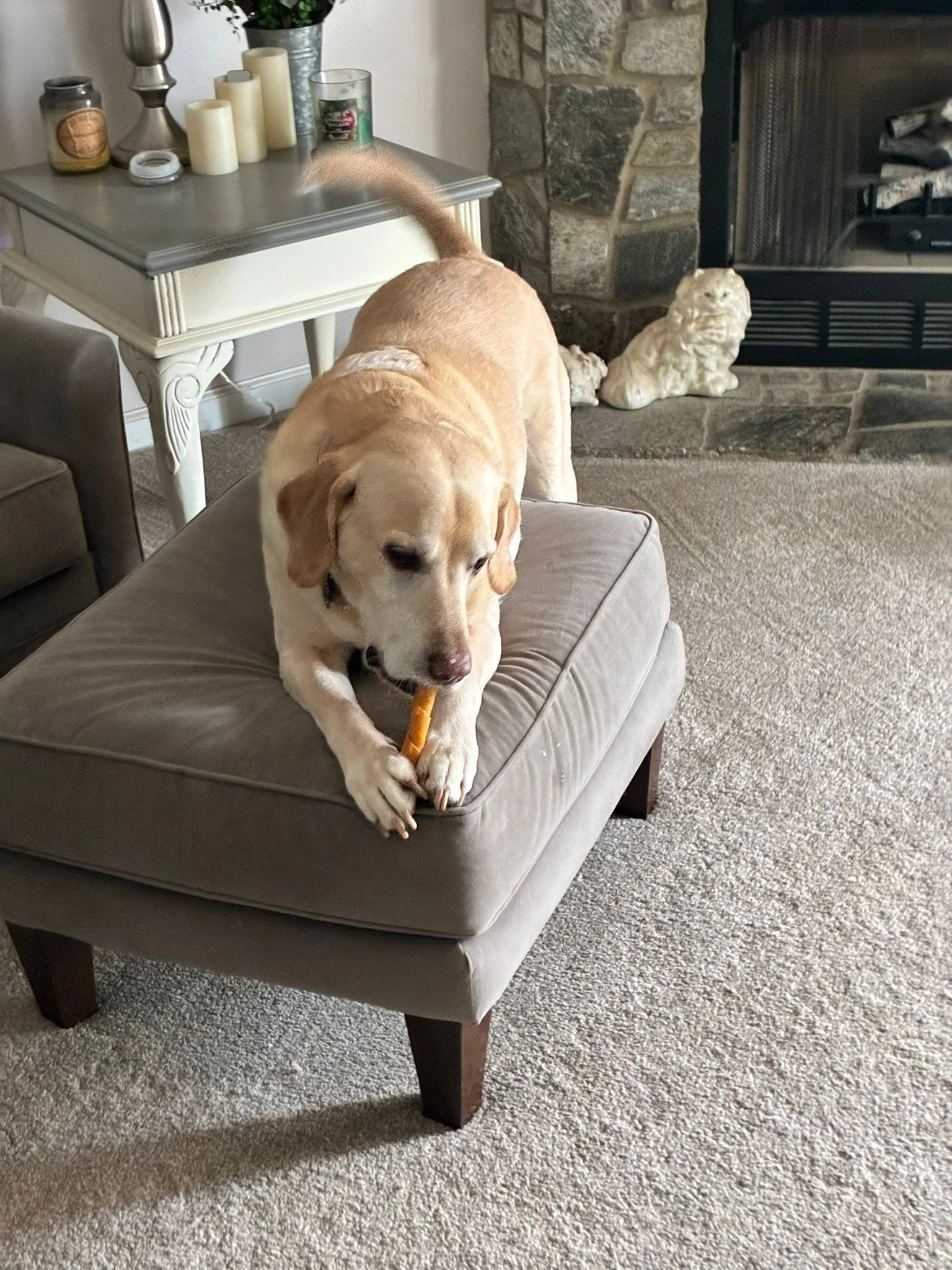 I&rsquo;m sharing a single bed with two grown Labradors and I&rsquo;m not even mad about it 😂 enjoying this last overnight sit with these boys 🥰