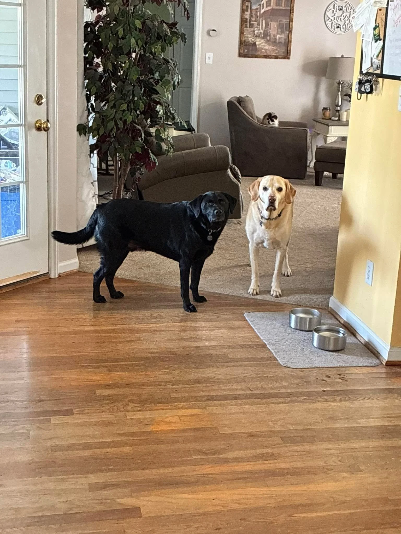 My last pet sit with these babies, almost teared up when I left because of the look I was getting! So sweet 🥰