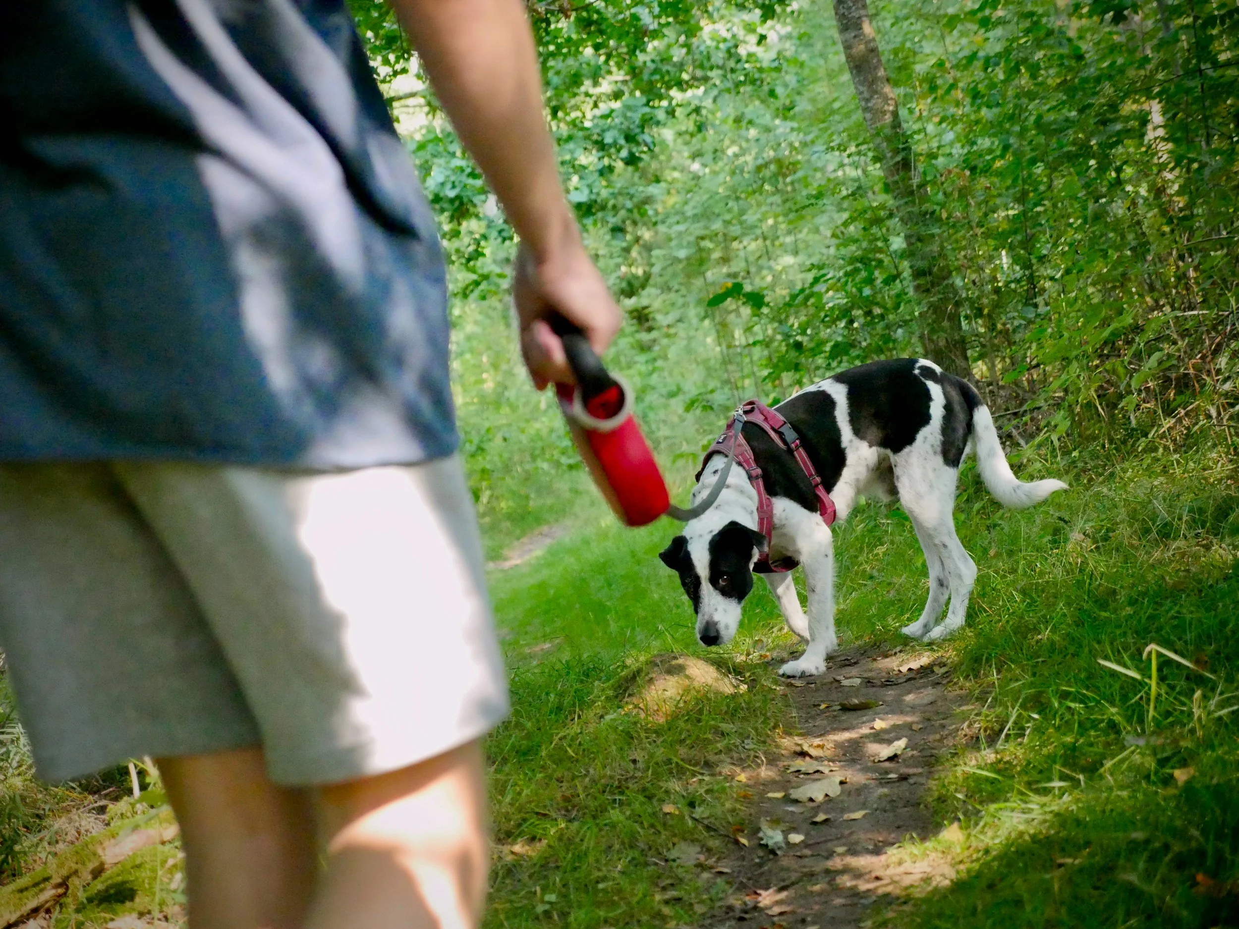 Child walking a black and white dog on a leash along a forest trail surrounded by green trees and foliage.