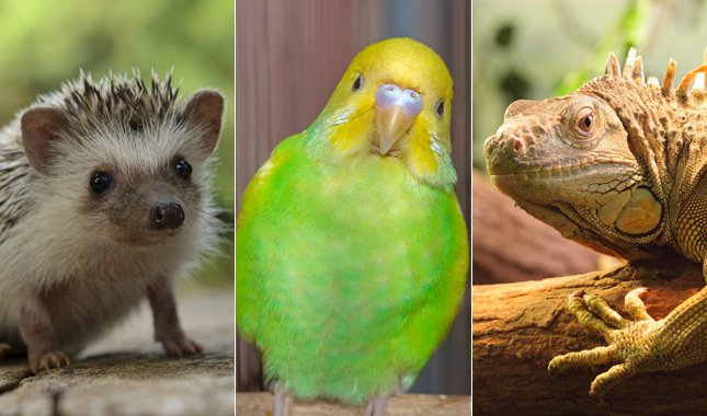 Three animals: a hedgehog, a green and yellow budgerigar, and a brown iguana.