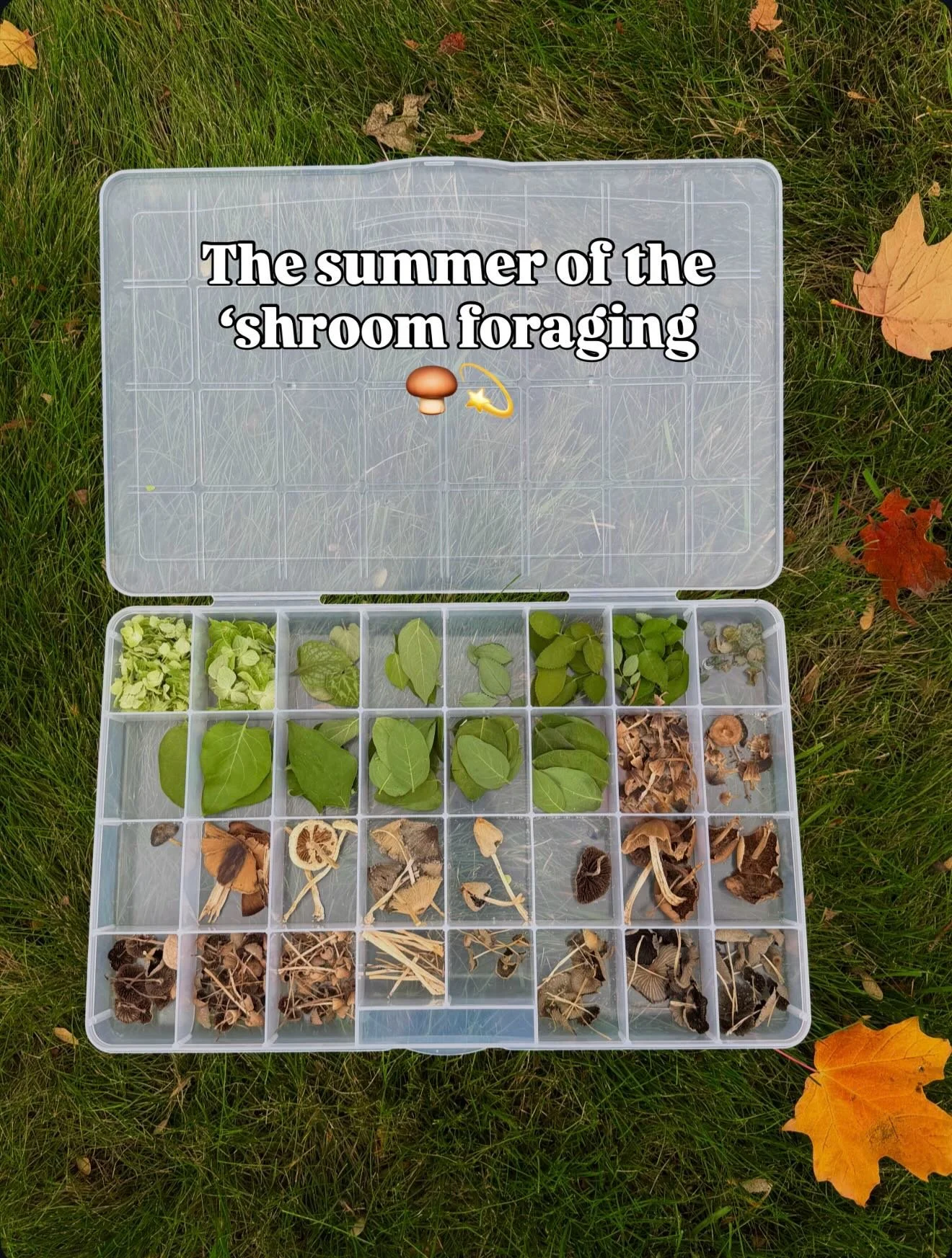 Honestly this was my favorite part of summer- crawling around my yard hunting for mushrooms 🍄&zwj;🟫 

#mushroom #mushroomharvest #mushroomforaging #resin #jewelry