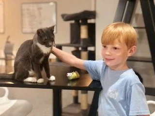 Catio 2.jpg