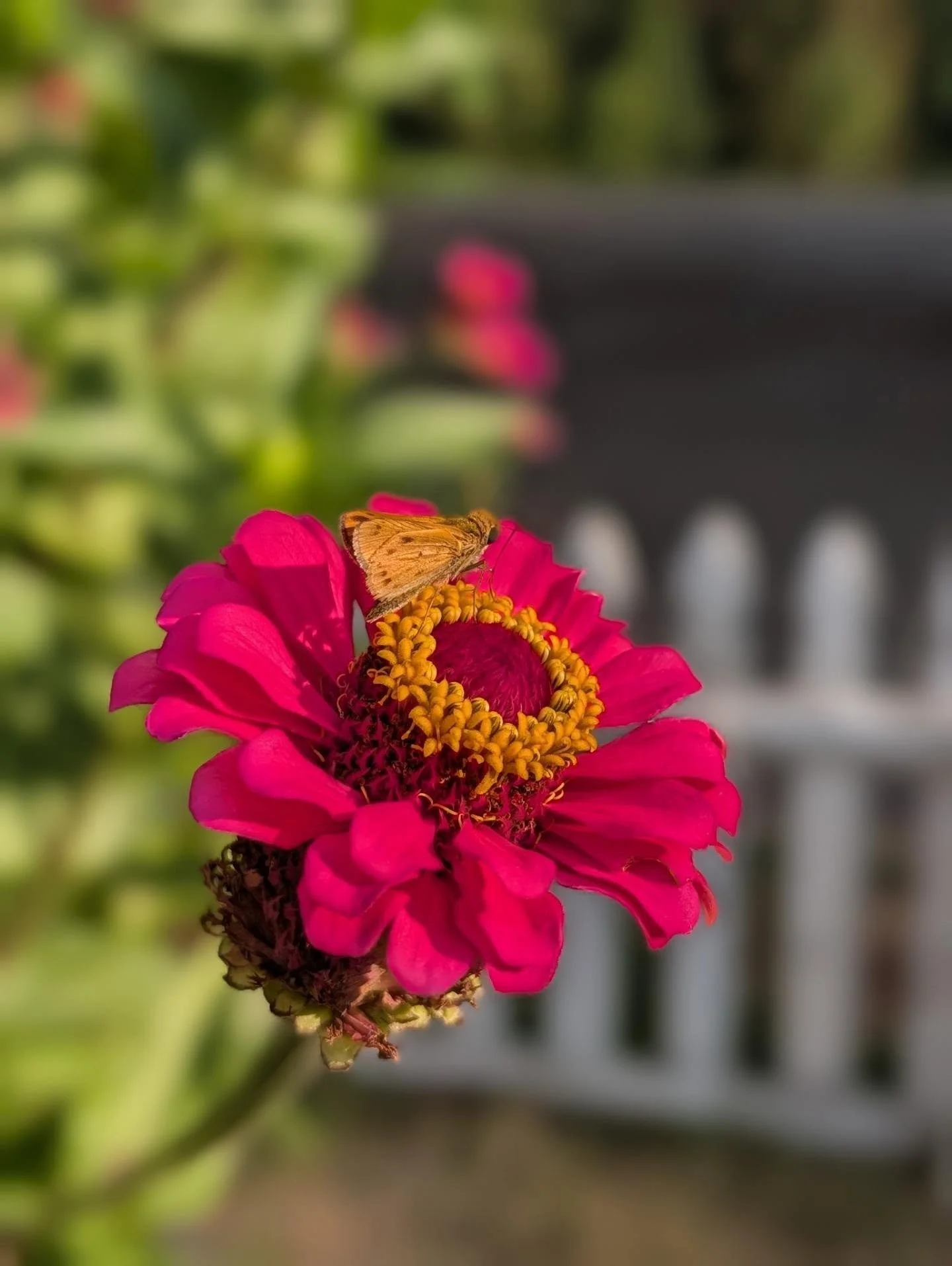 🦋 🌸🌻A HUGE thank you to our Grounds &amp; Garden Committee and all of the amazing helpers who came out this week despite the heat to get their hands dirty! 🧤💚

Thanks to your hard work, our school garden is looking SO much better and is official