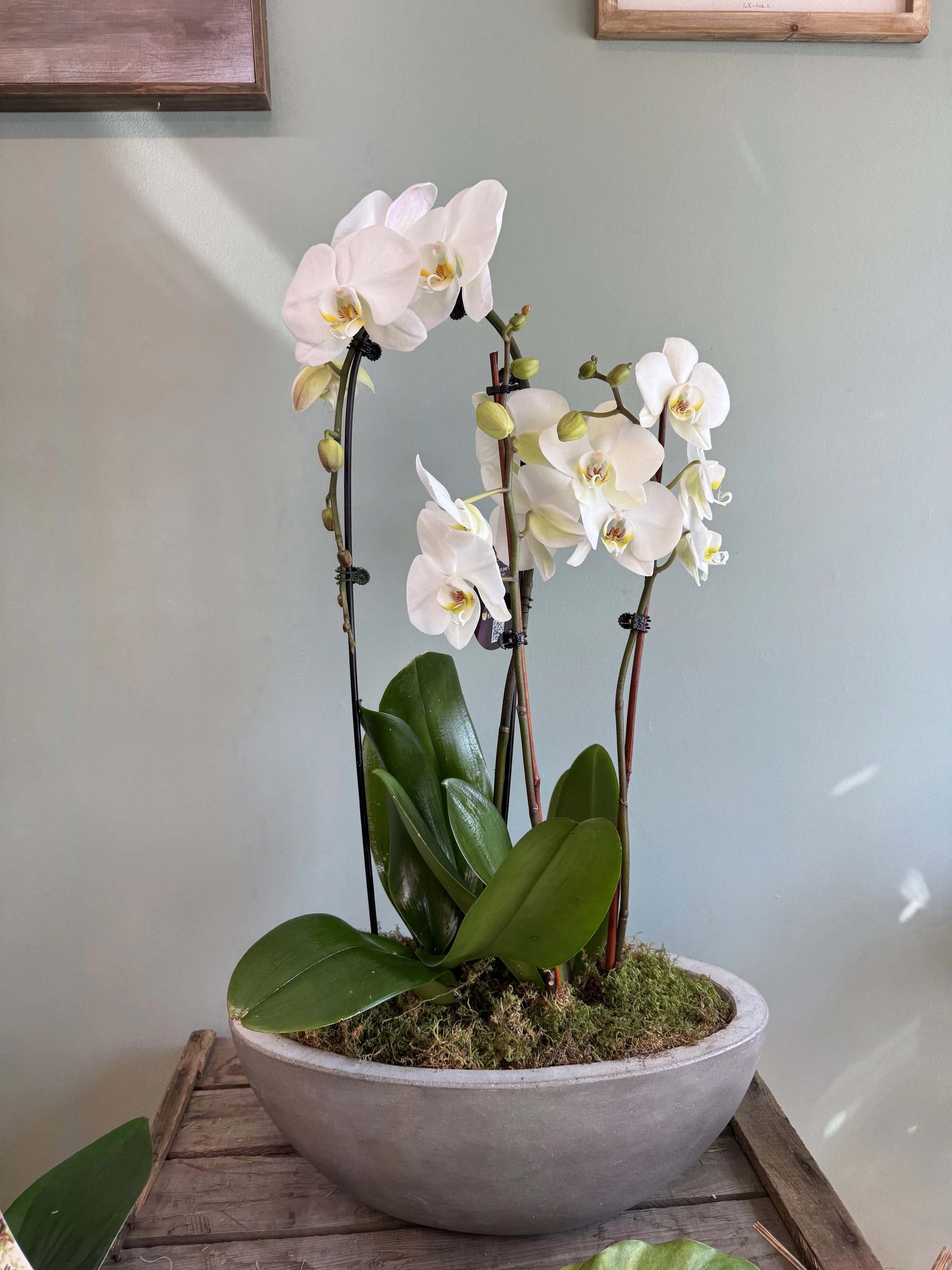 Orchid Plant