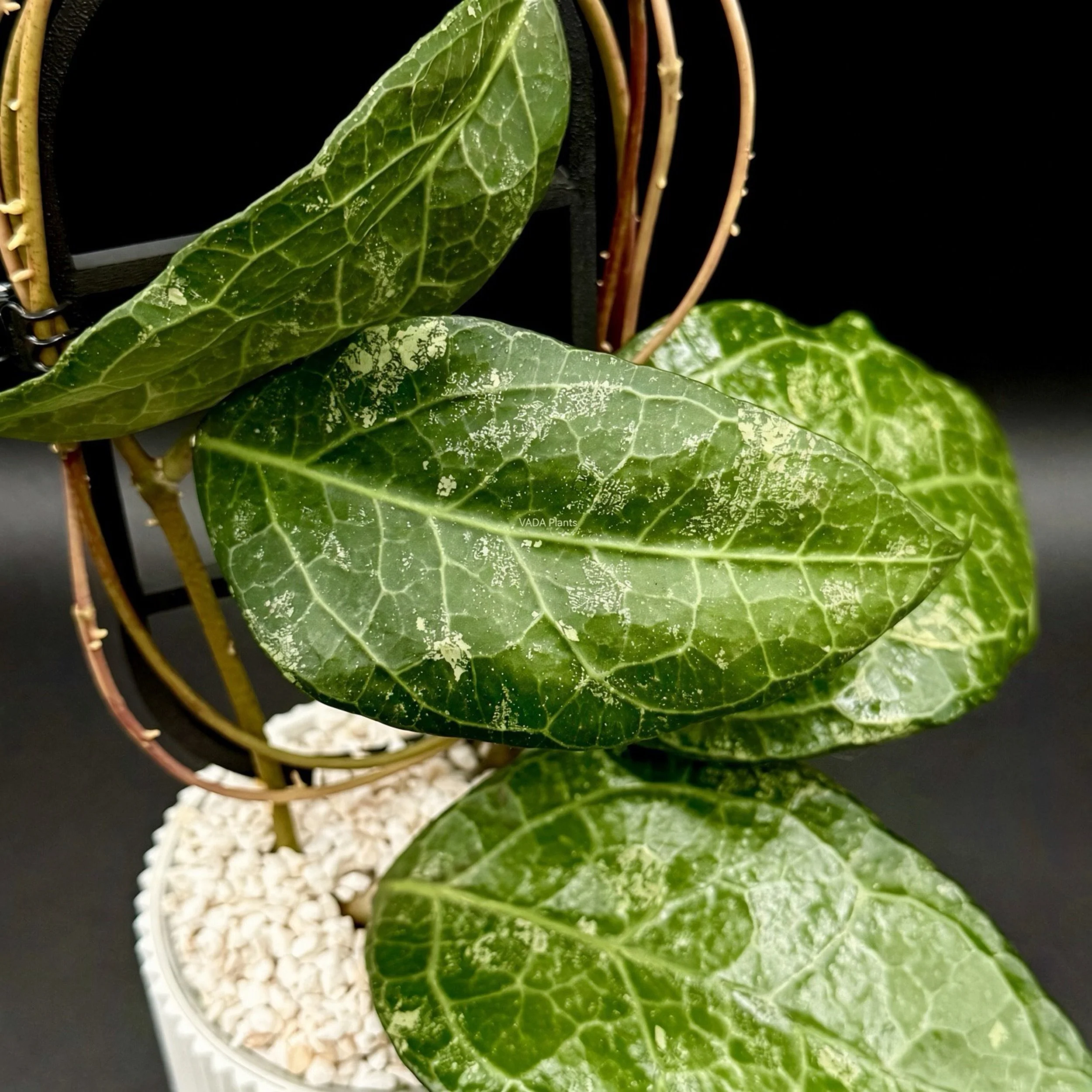 Hoya Verticillata Sp Lampung