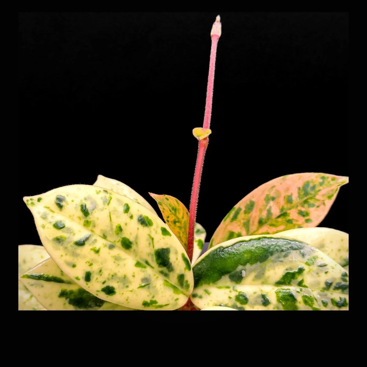 Rare cream splash Hoya with pink stem on black seamless background