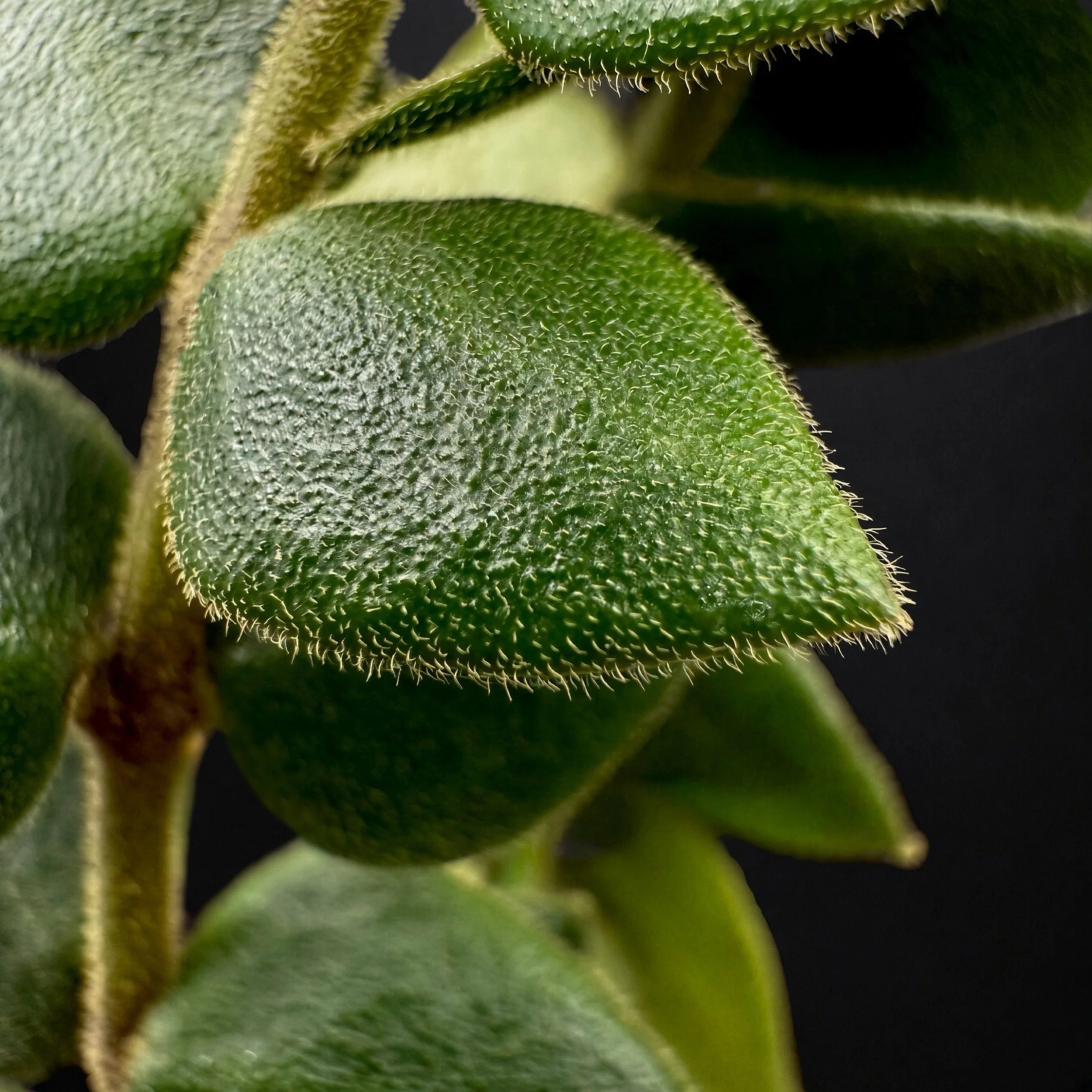 Hoya Chinghungensis