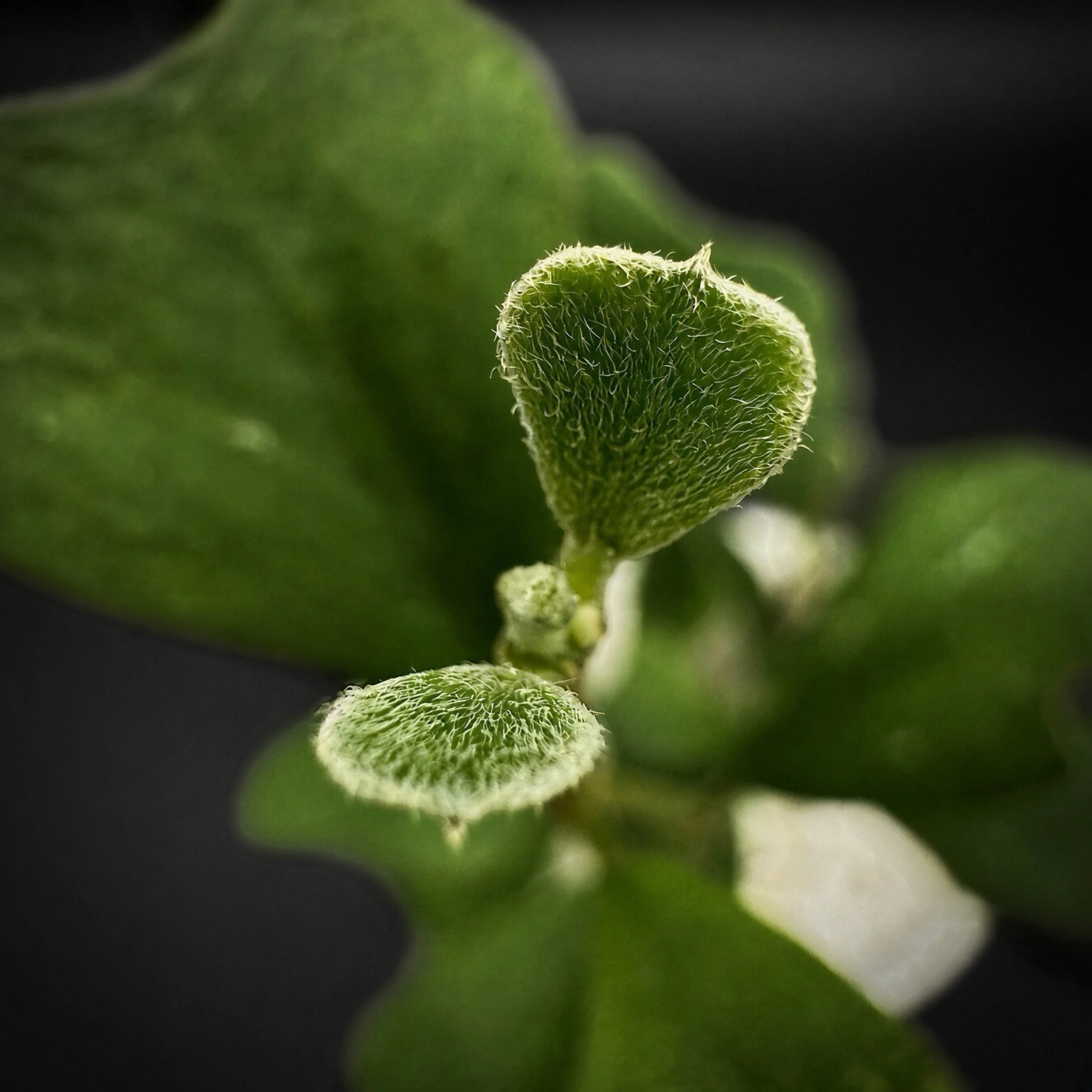 Hoya Manipurensis