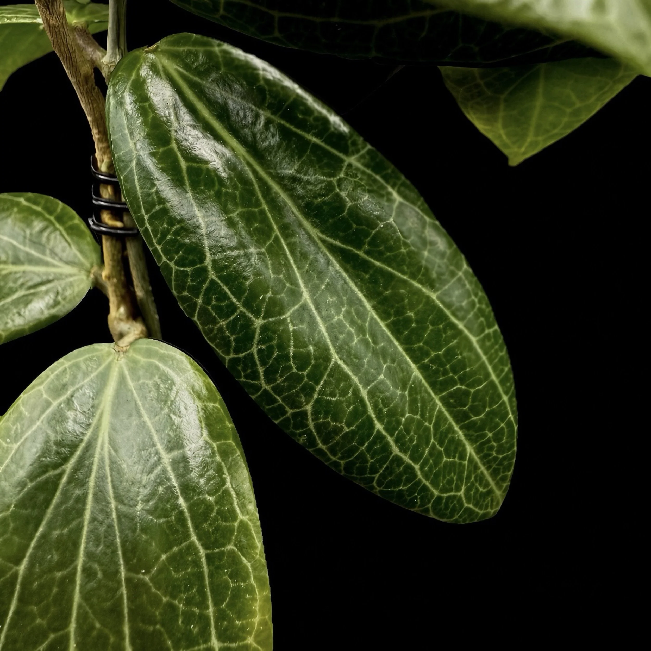 Hoya Fitchii