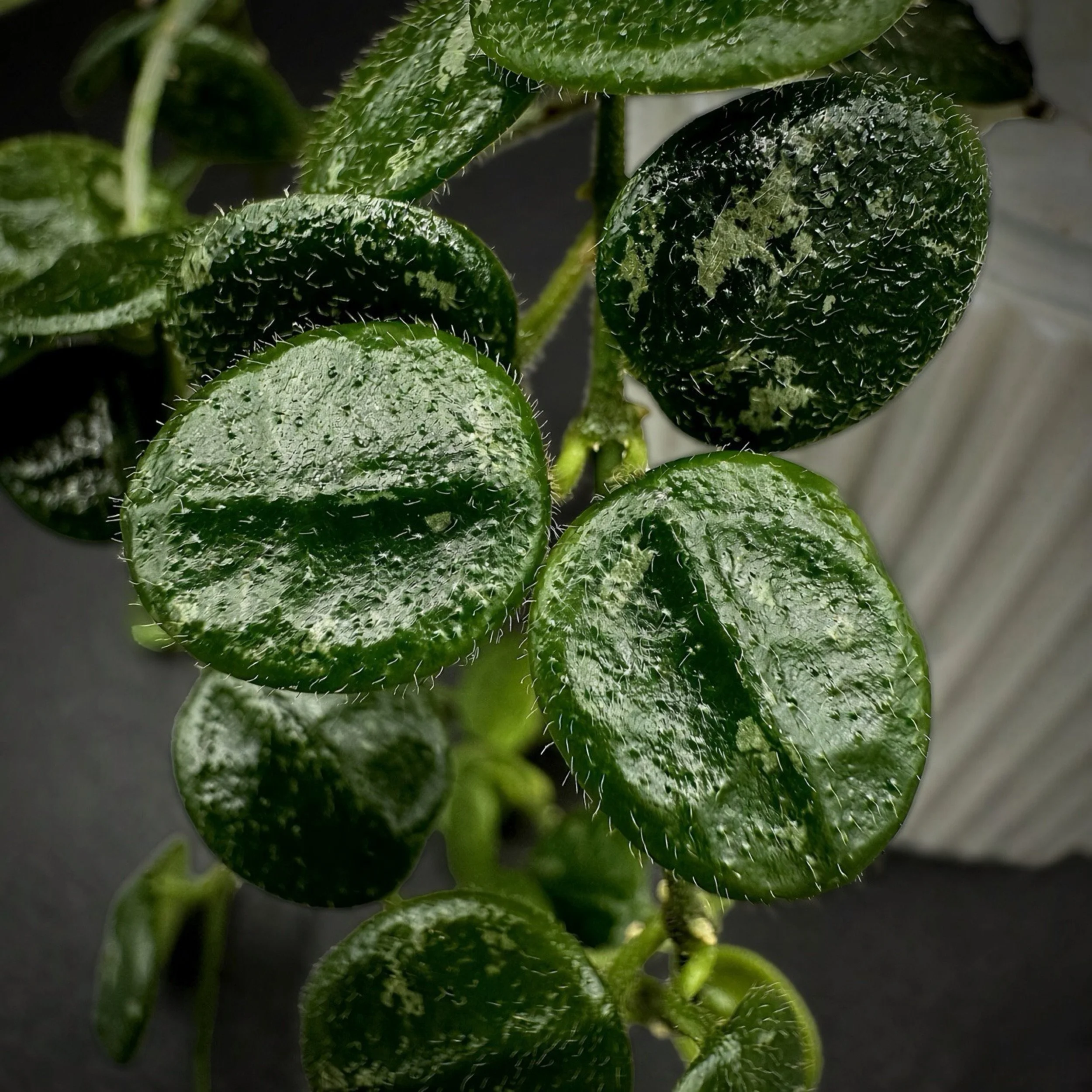 Hoya Serpens