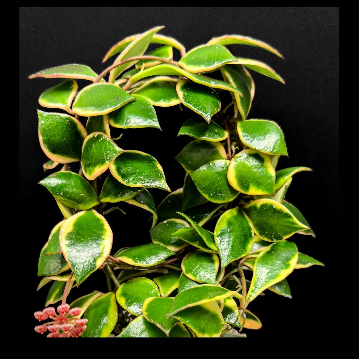 Variegated Hoya with cream edged leaves and pink flowers on black background