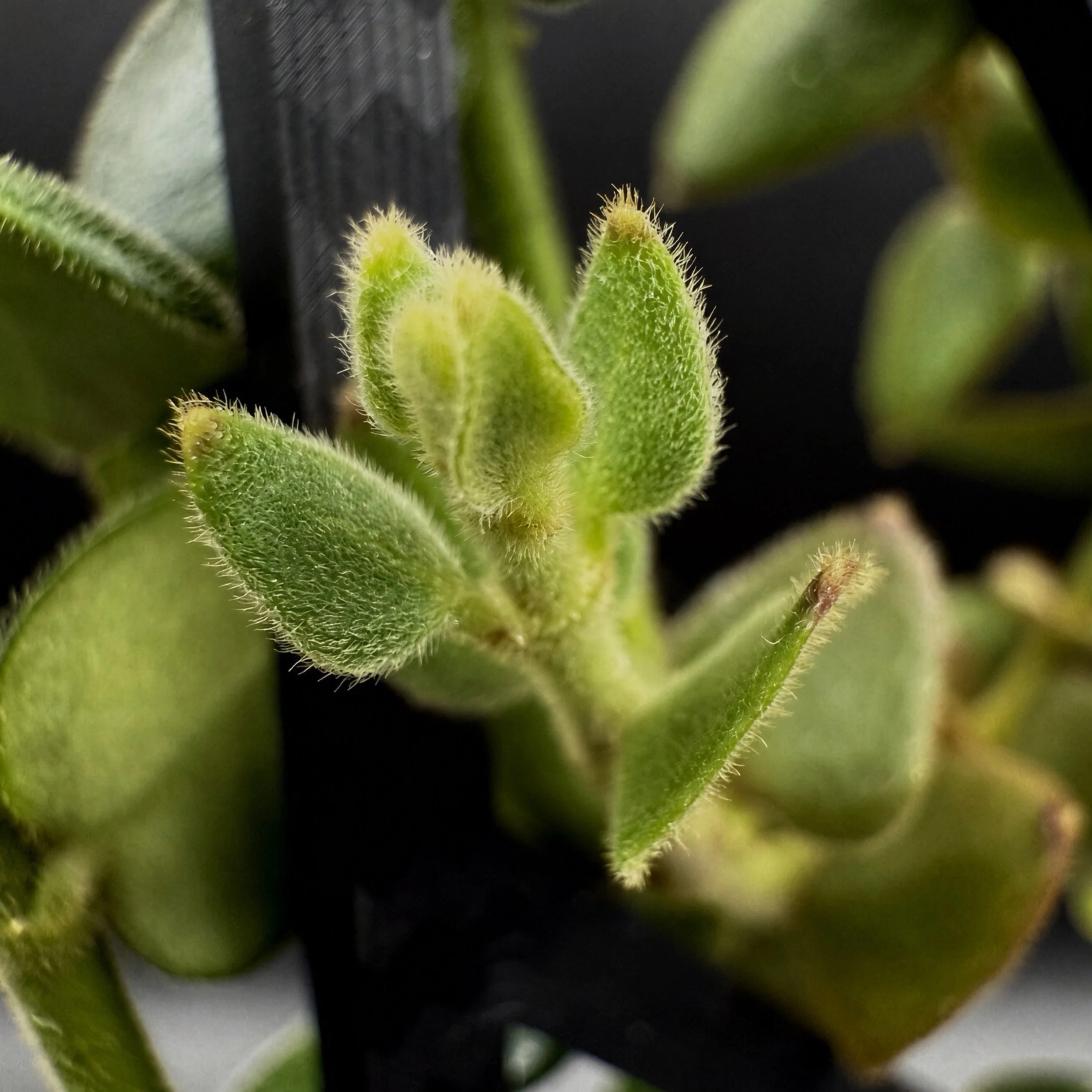 Hoya Chinghungensis