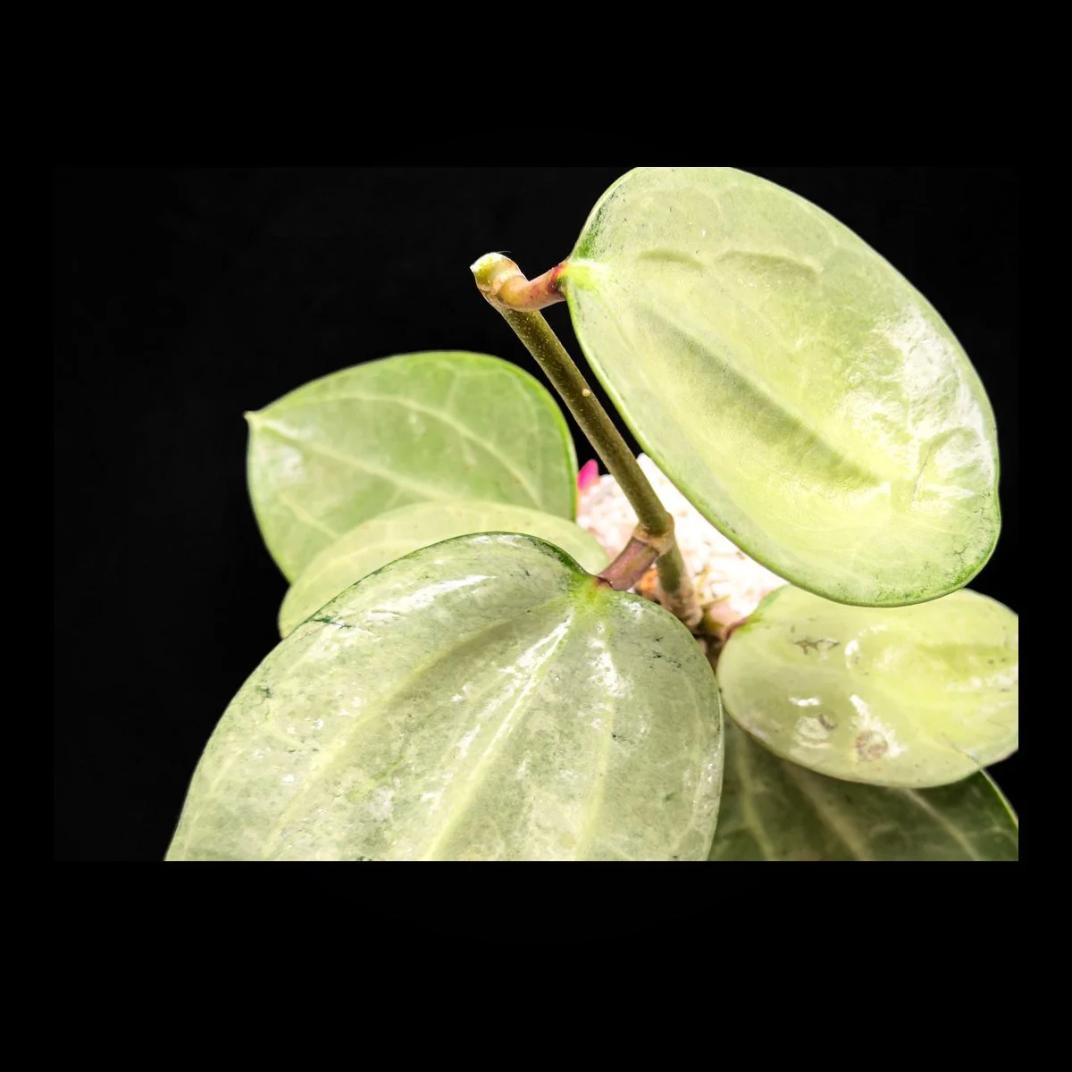 Close up of large silvery mint Hoya leaves against a solid black background