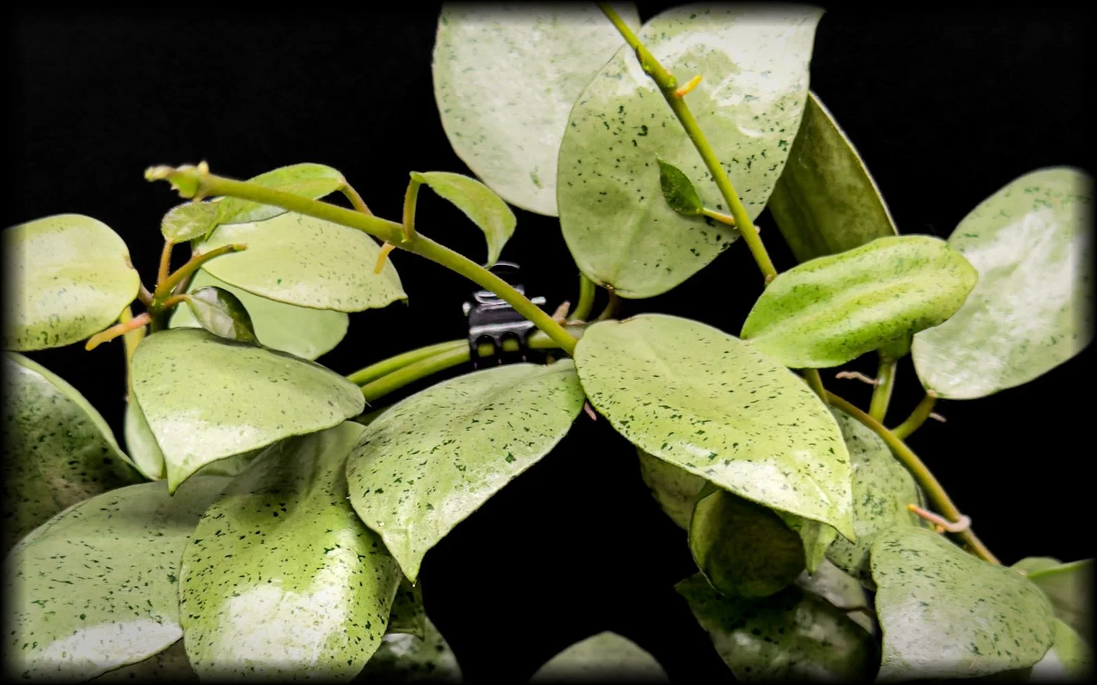 Dense silvery green Hoya leaves filling the frame on black background