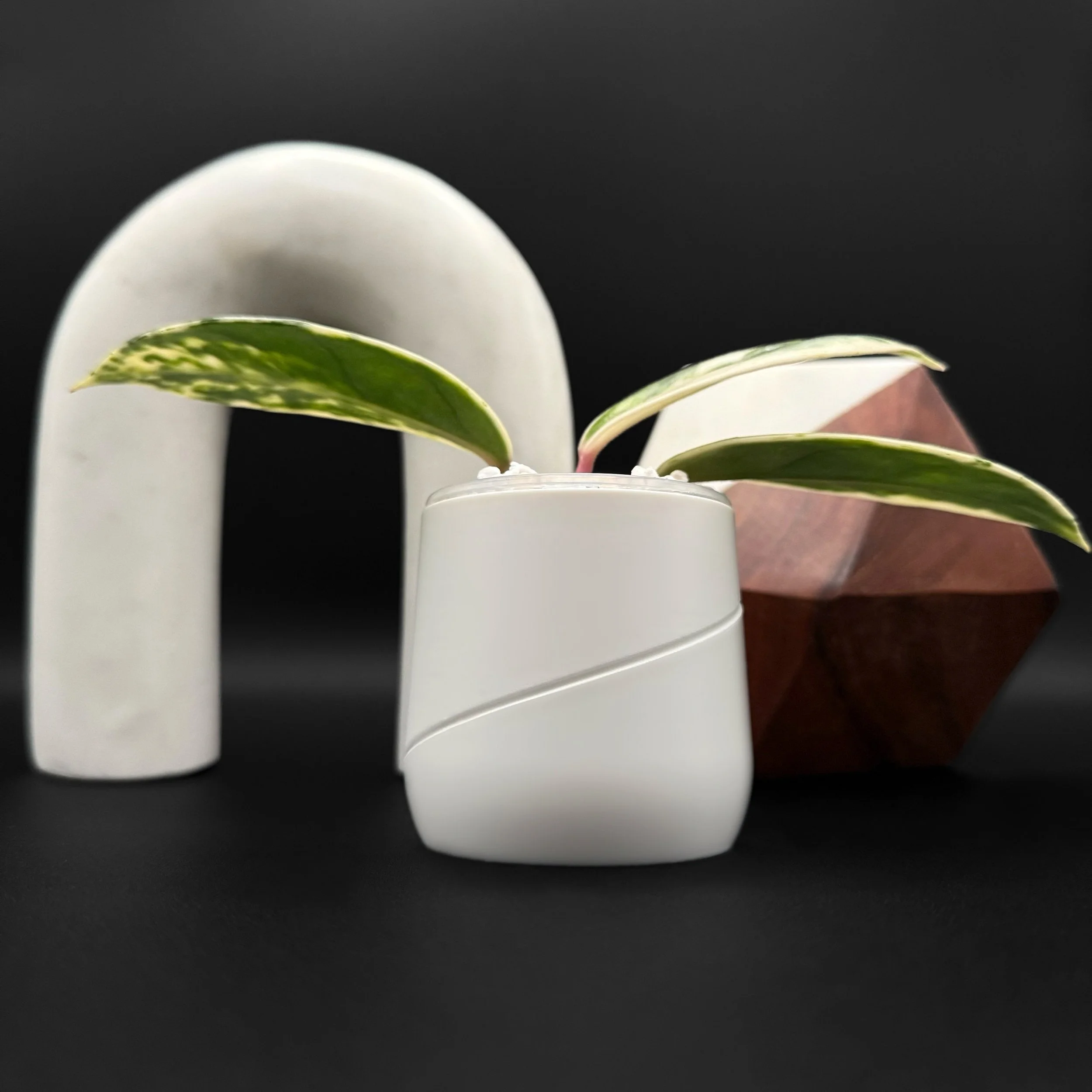 Hoya custom pot