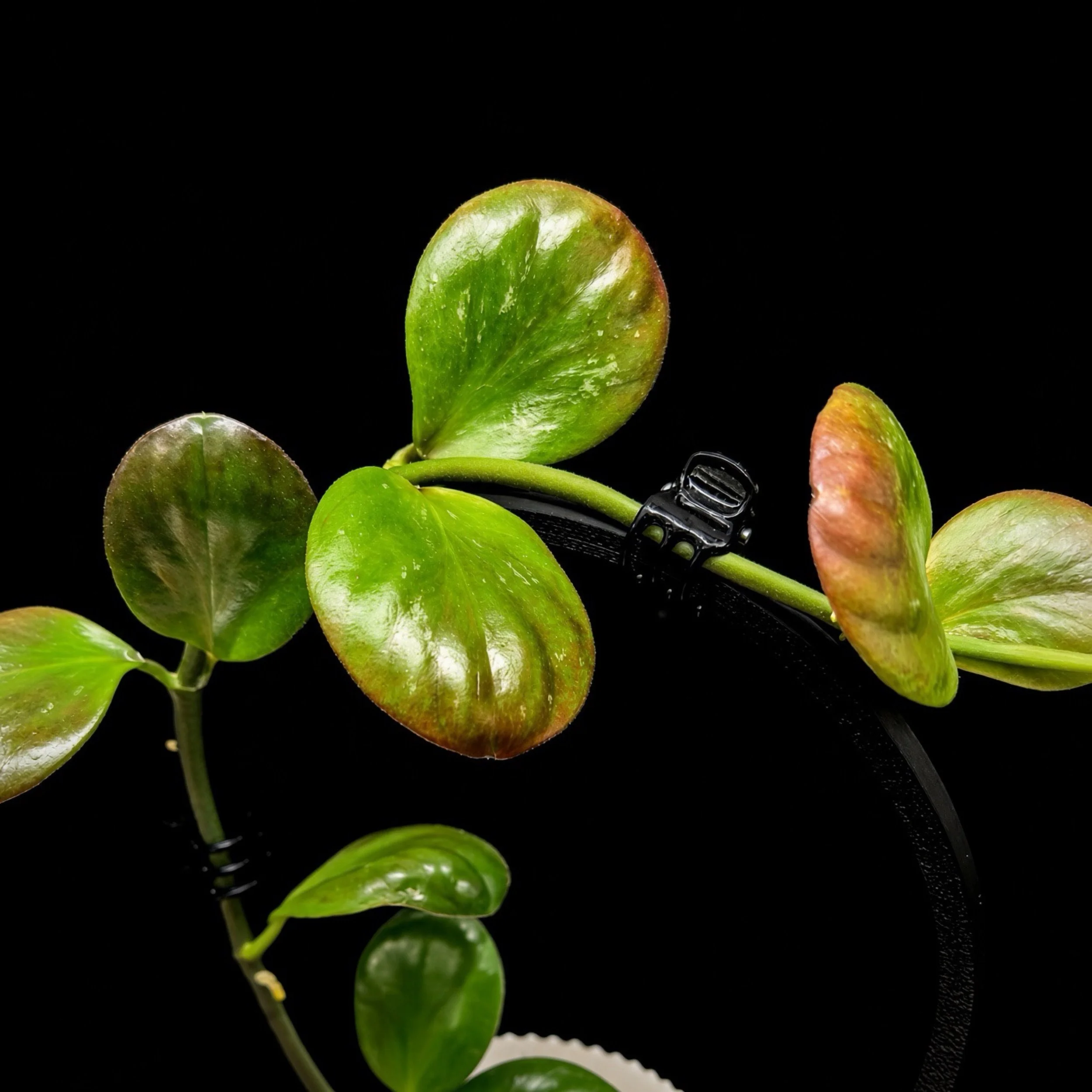 Hoya NOID Clamshell