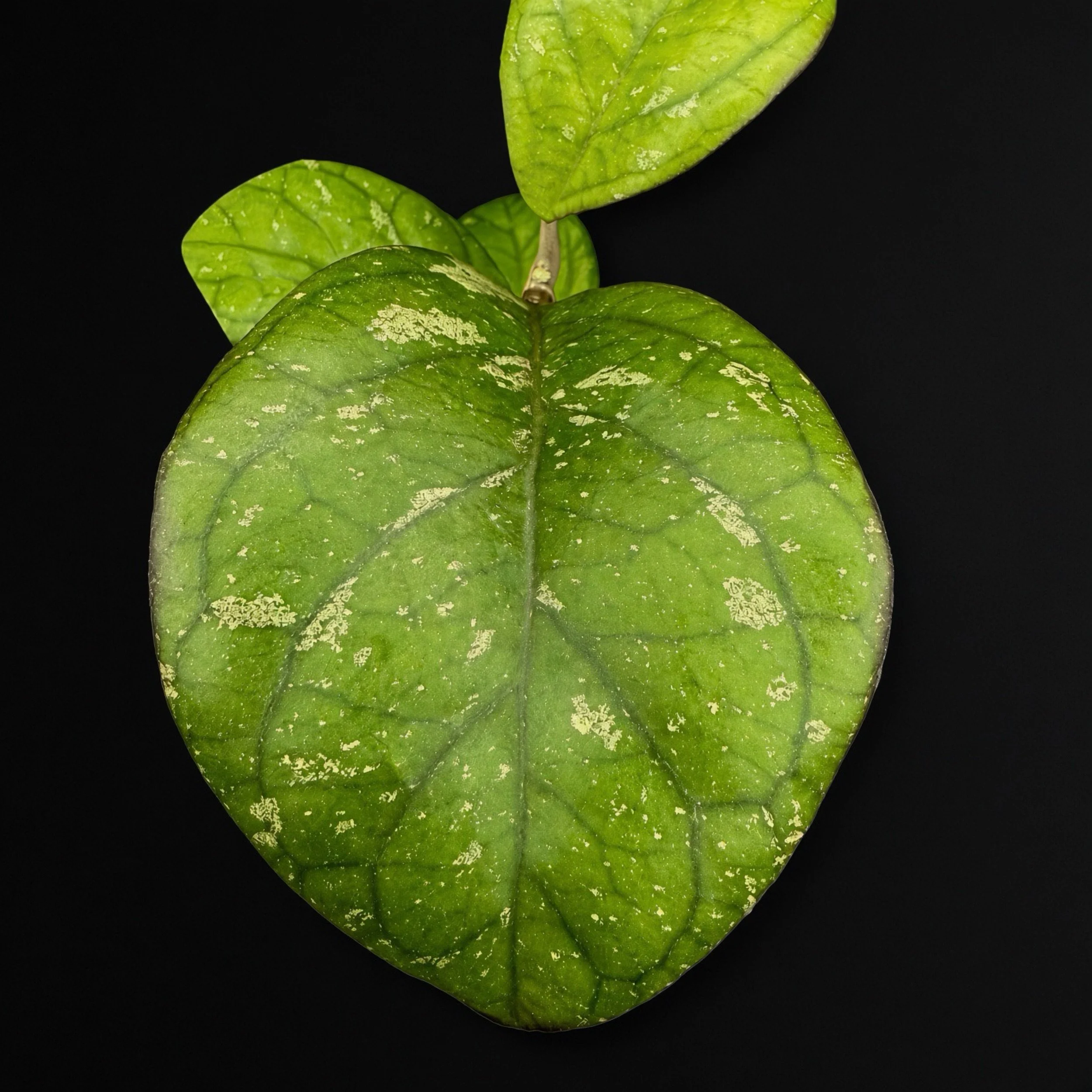 Hoya Prikta (Russian clone)