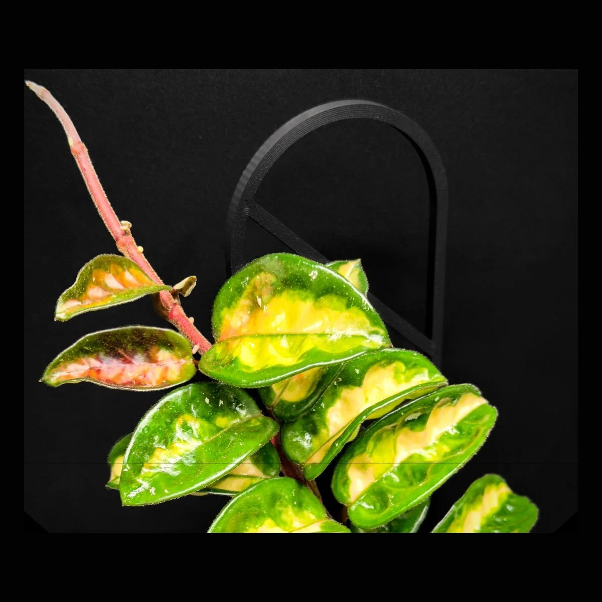 Variegated Hoya with green and cream leaves on black trellis against black background