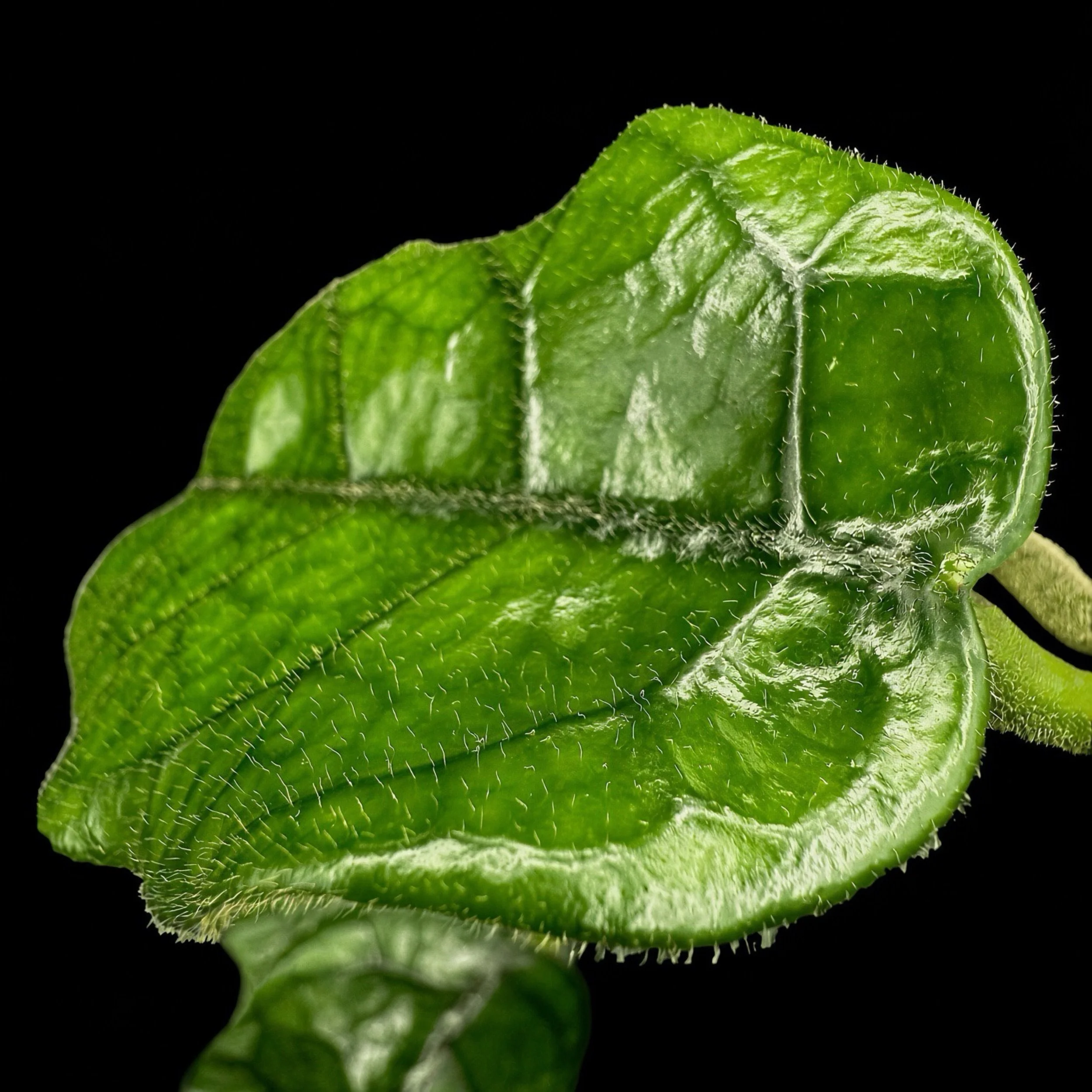 Hoya Globulosa (Villosa Cao Dang)