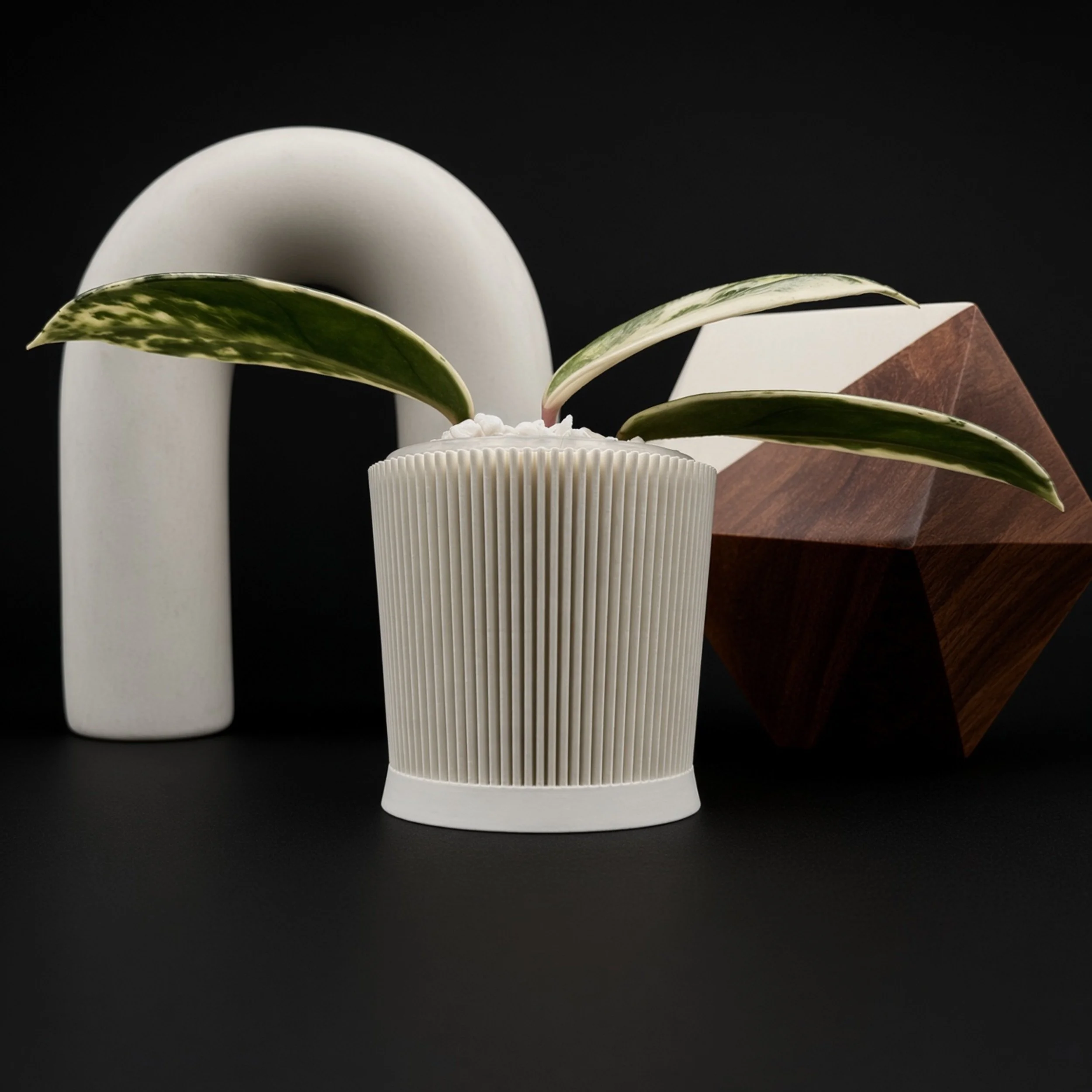 Anthurium plant pot