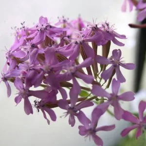 Catchfly