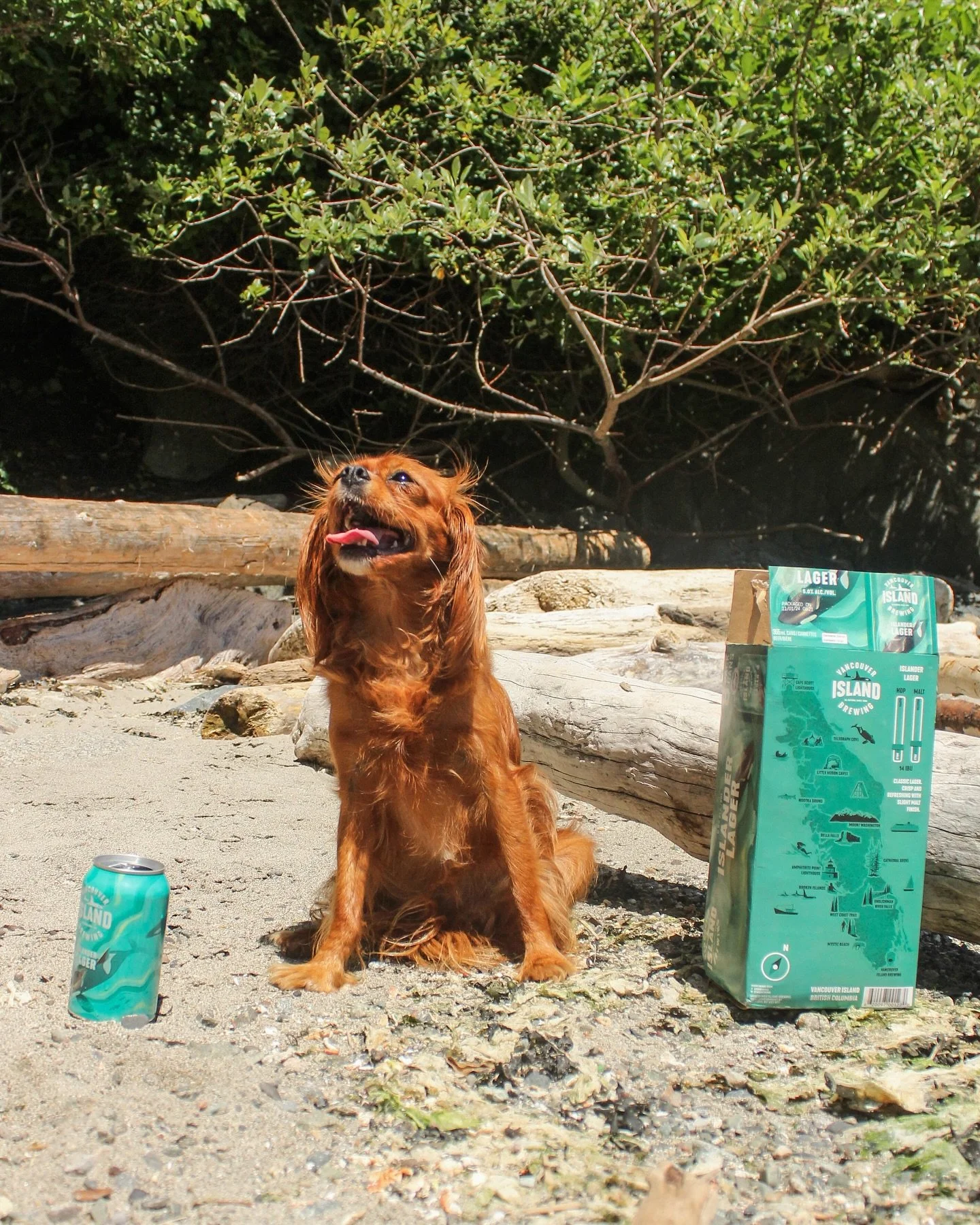 Best enjoyed on a sunny day with your best friend by your side ☀️

#VancouverIslandBrewing #CraftBeer #IslandLife