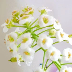 Sweet Alyssum