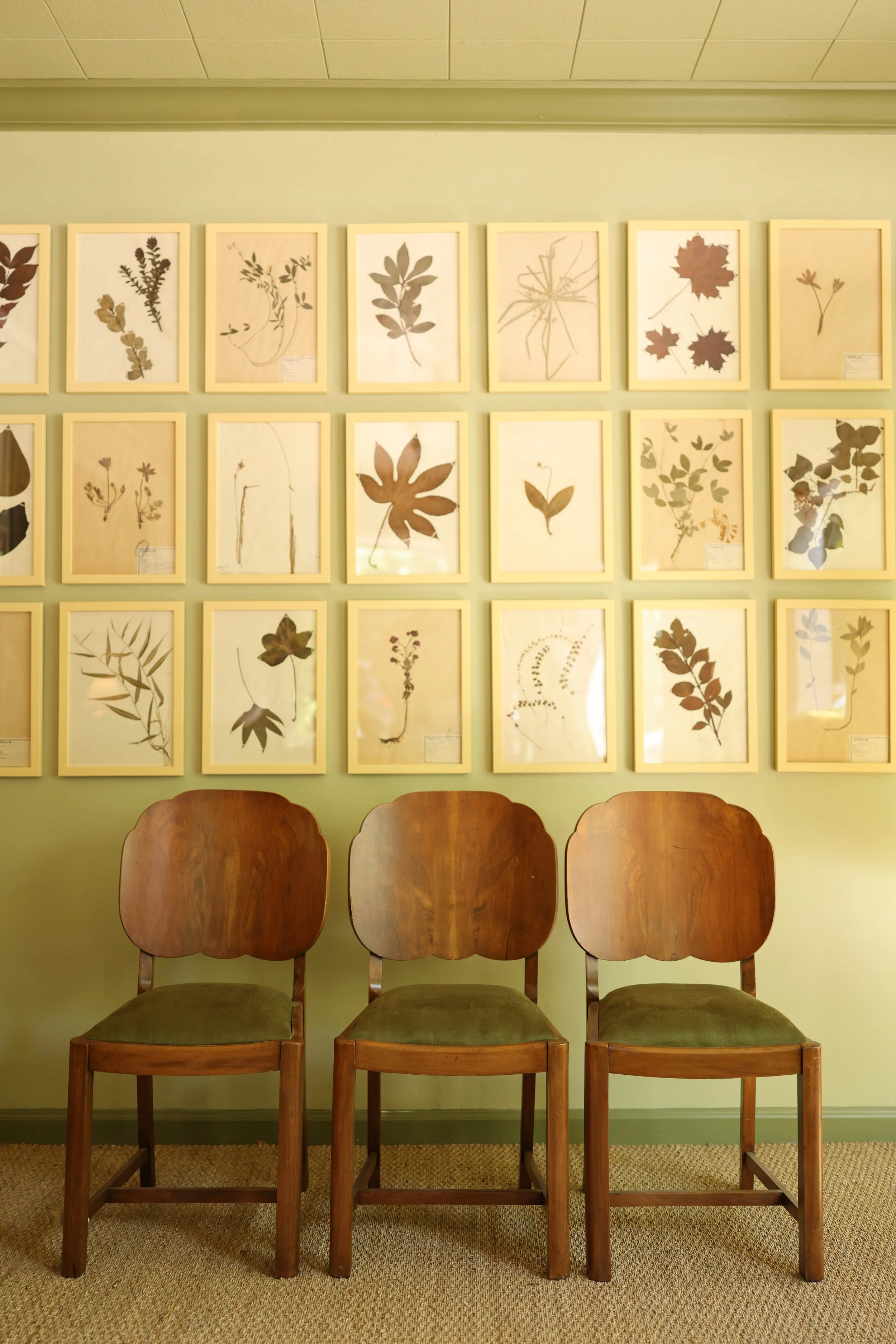 1920s Art Deco Walnut Dining Chairs