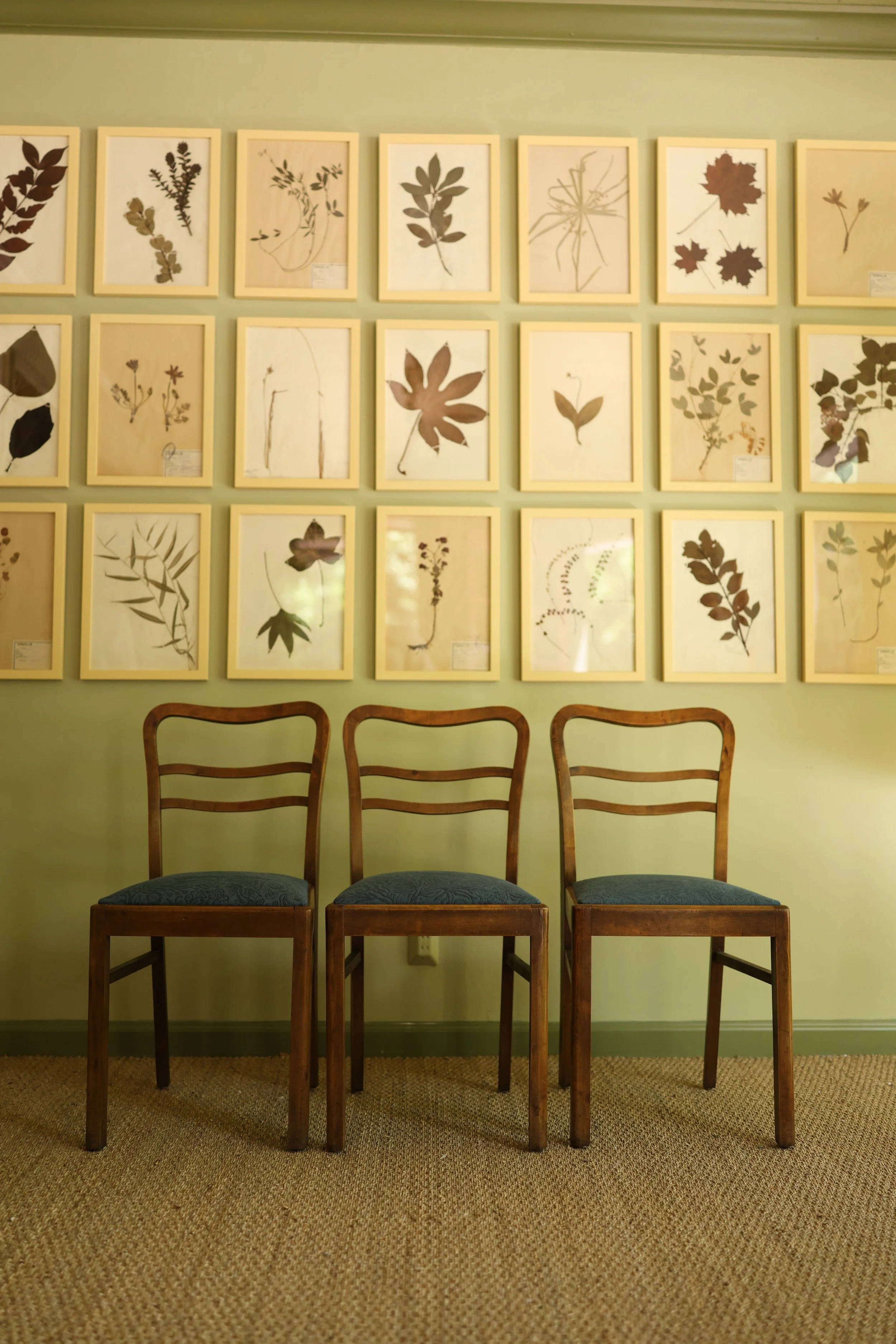 Set of Five Beech Dining Chairs in Zak and Fox