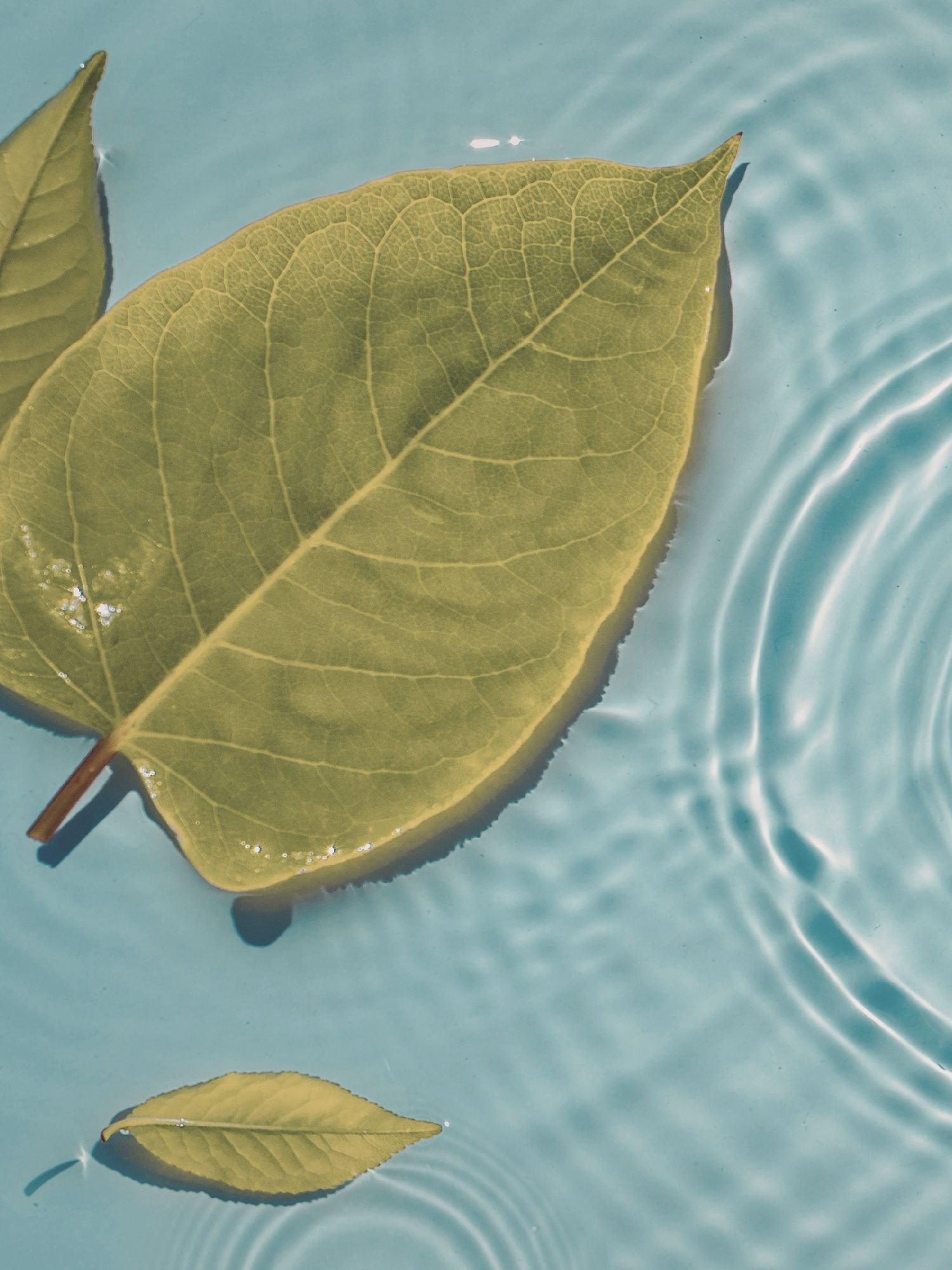 organizational recovery team dynamics