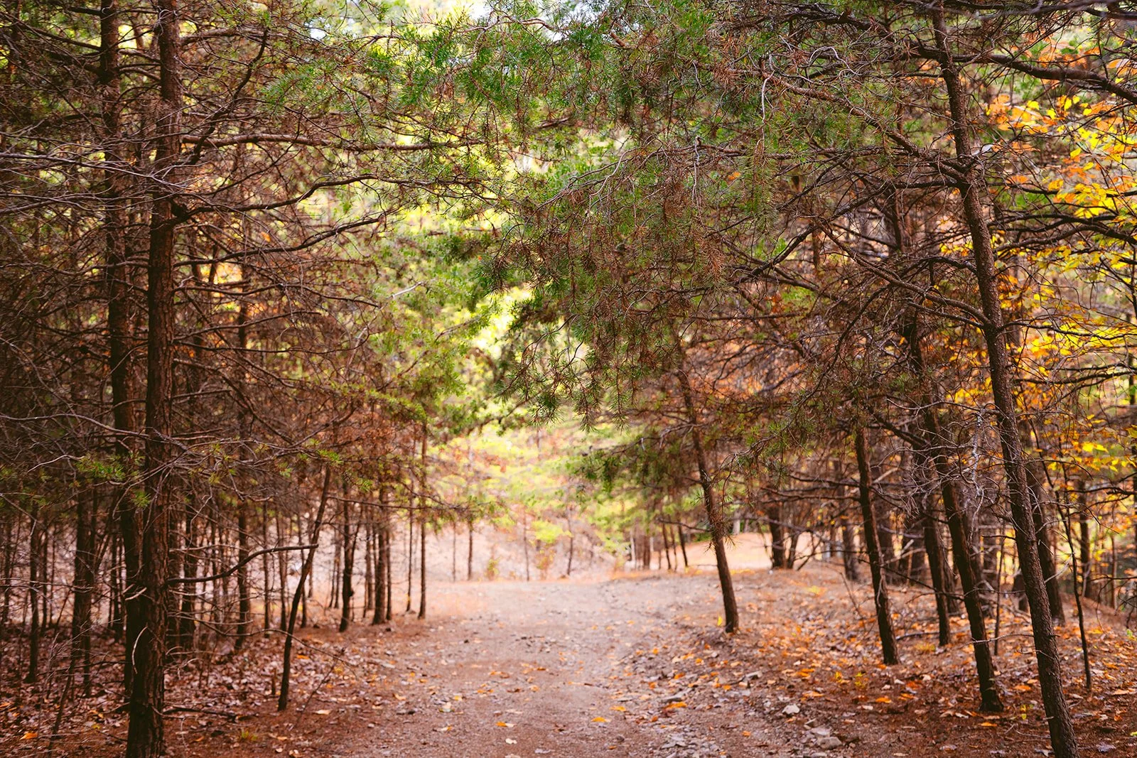 Up to the High Fields 