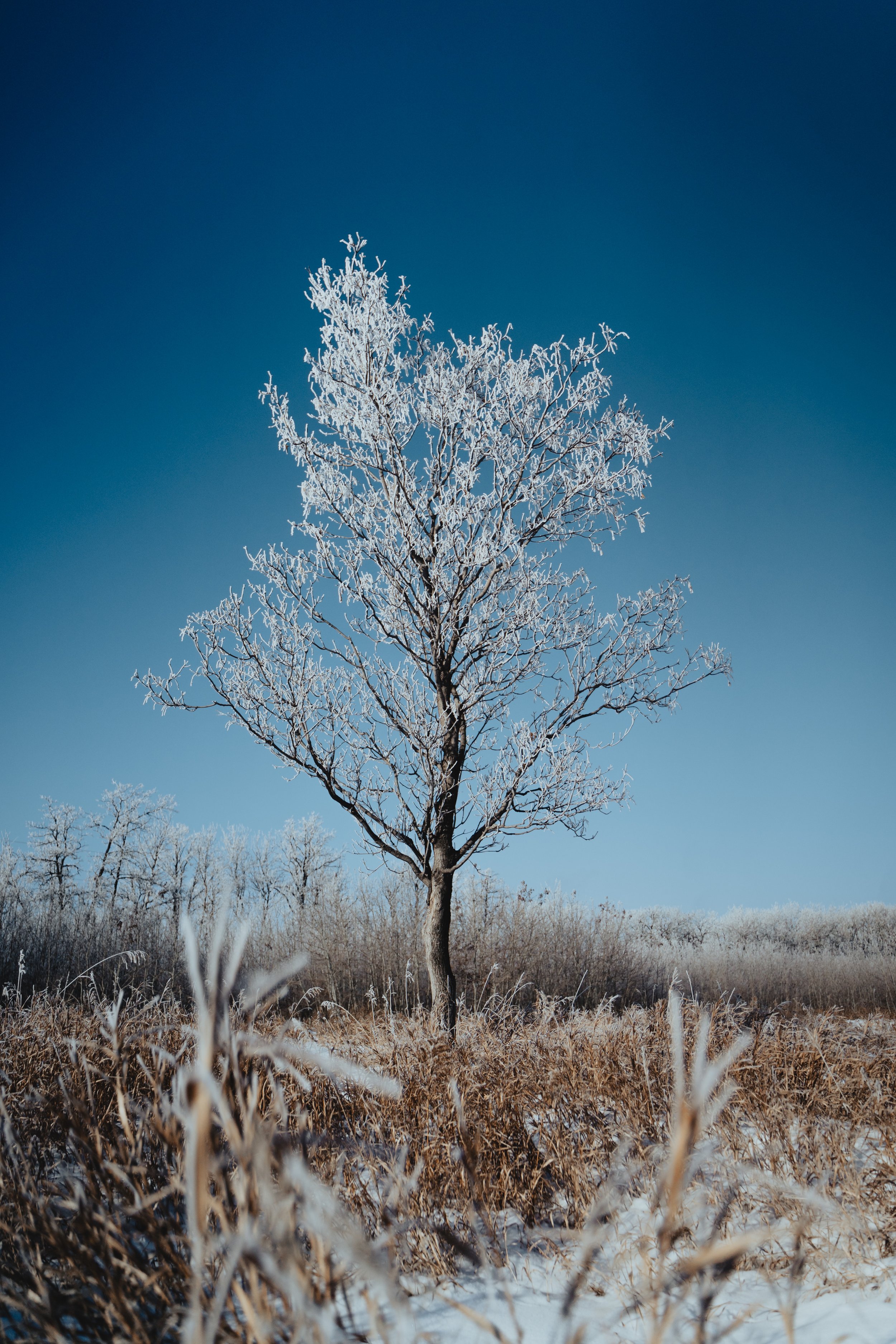 frostTrees_jan9_2020-7.jpg