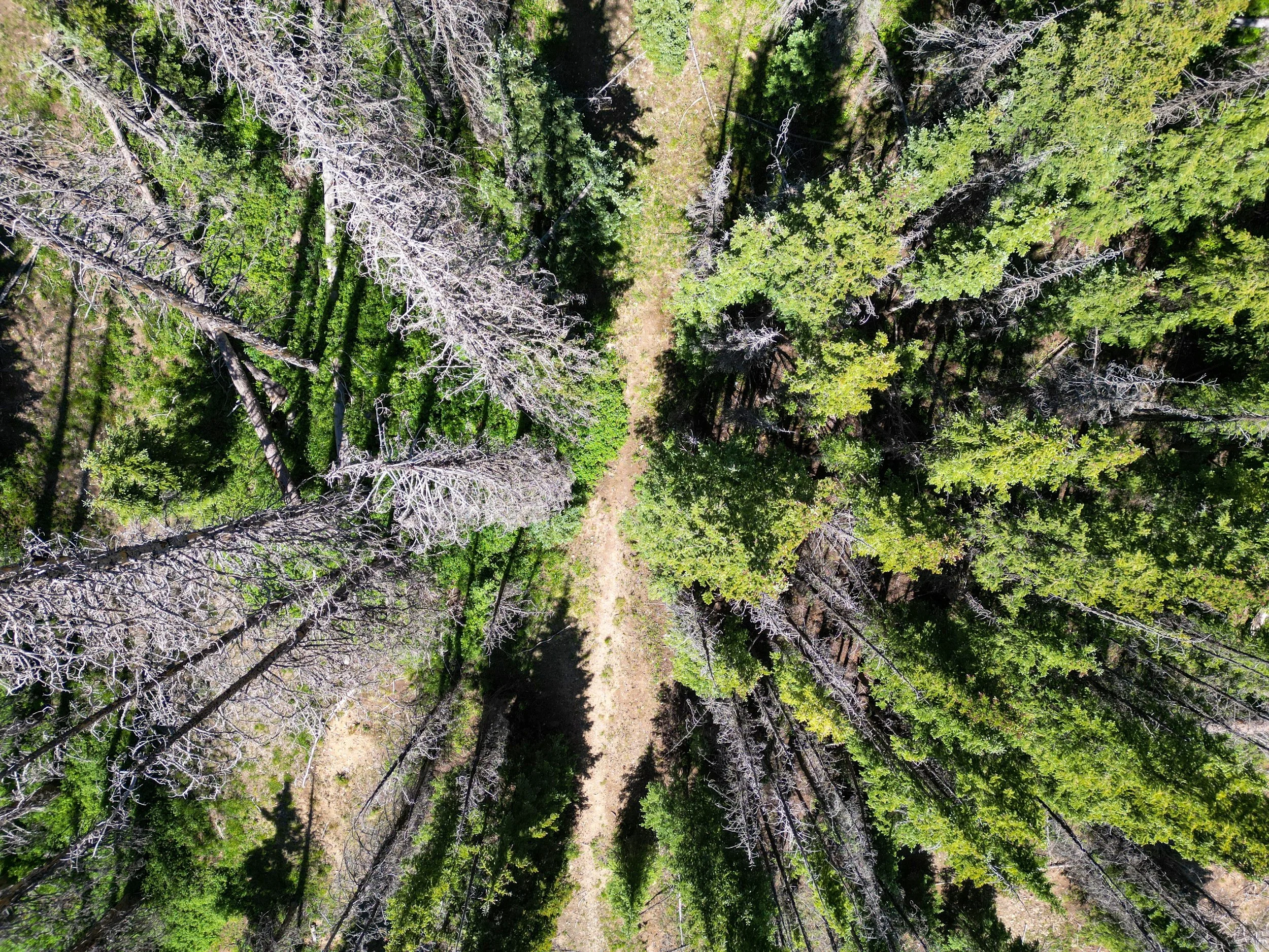 Looking down trail.jpg